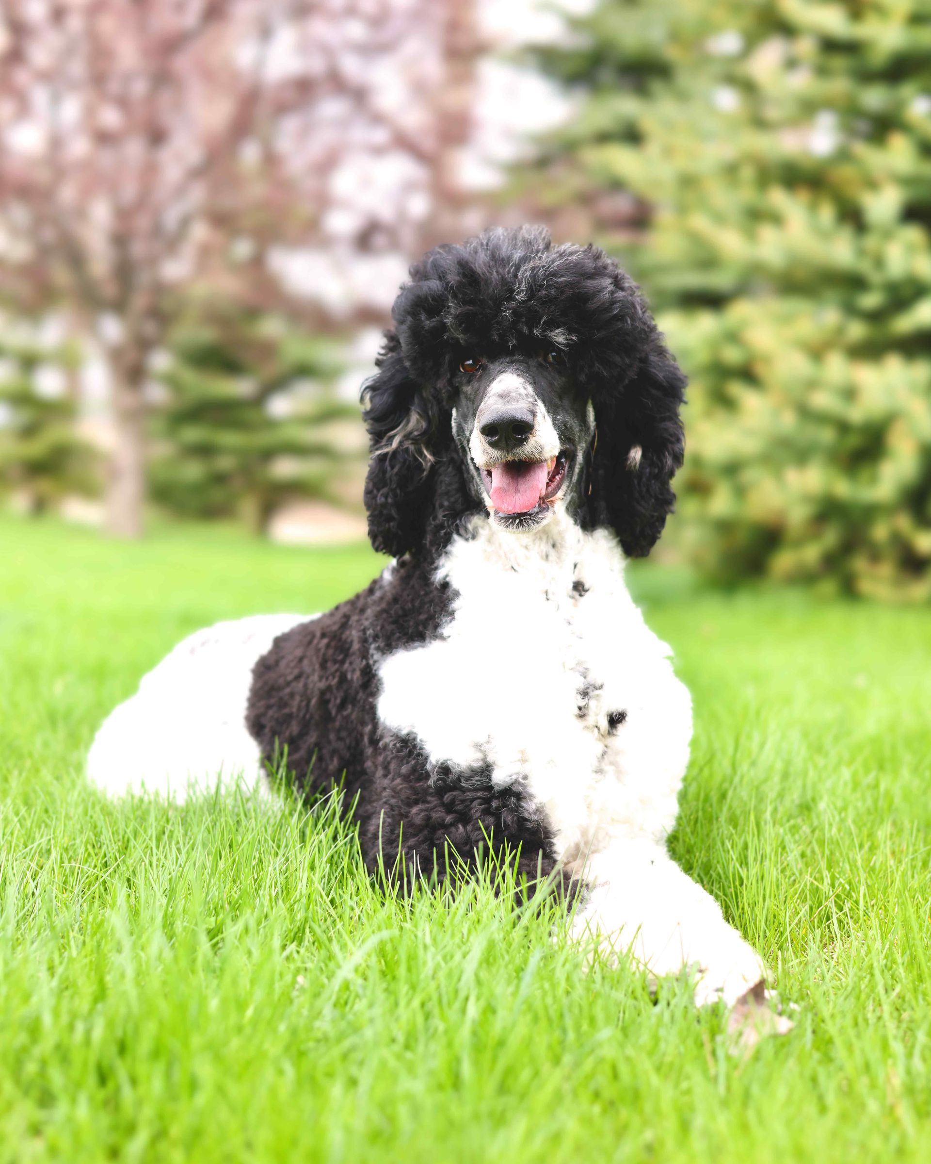 Standard black and white poodle smiling outside