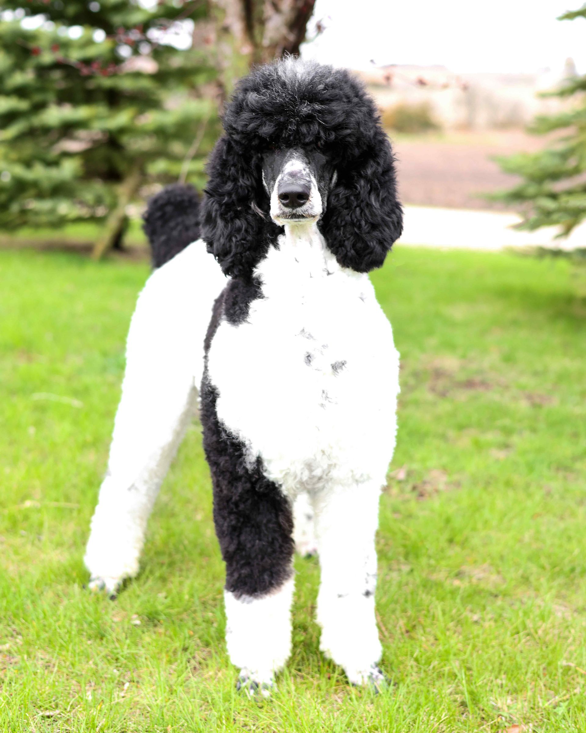 Standard black and white spotted poodle standing in front of a tree