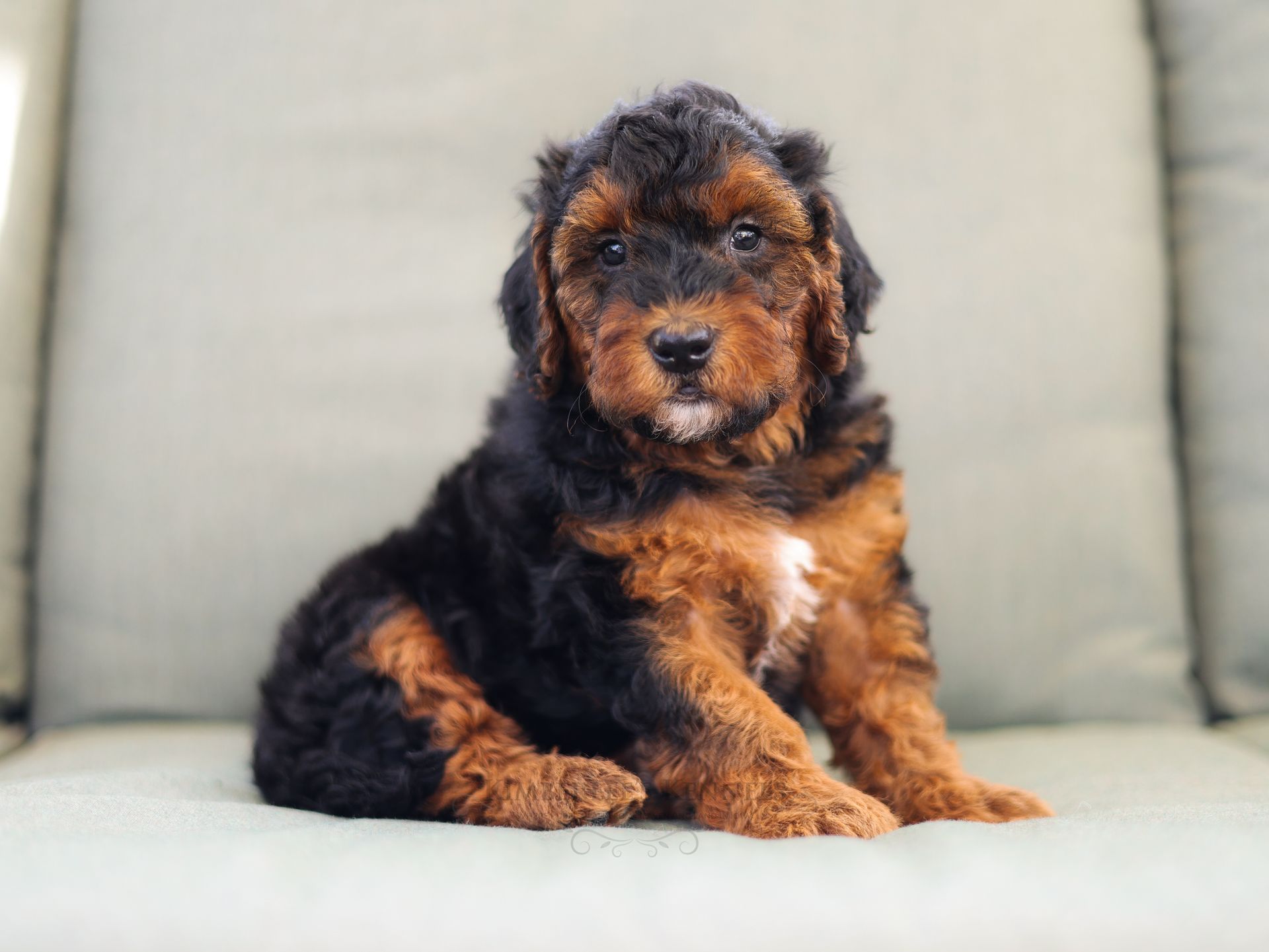 Miniature bernedoodle puppy, ethical dog breeder