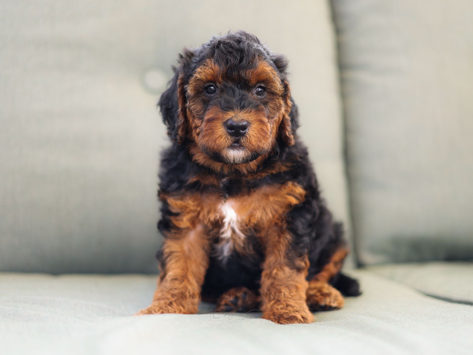 Miniature bernedoodle puppy, Therapy dog