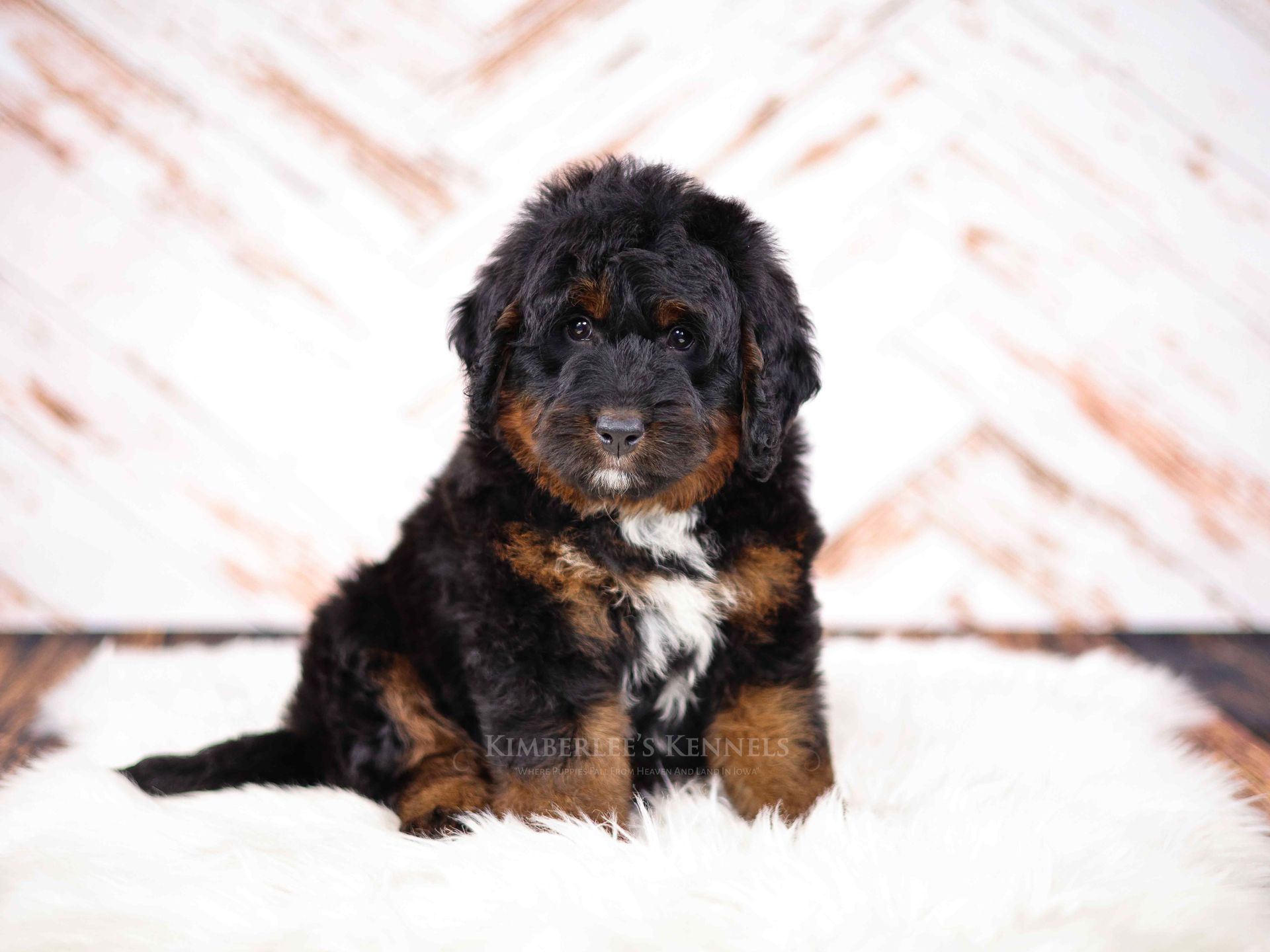 five week old partial tri colored bernedoodle puppy with a rustic background