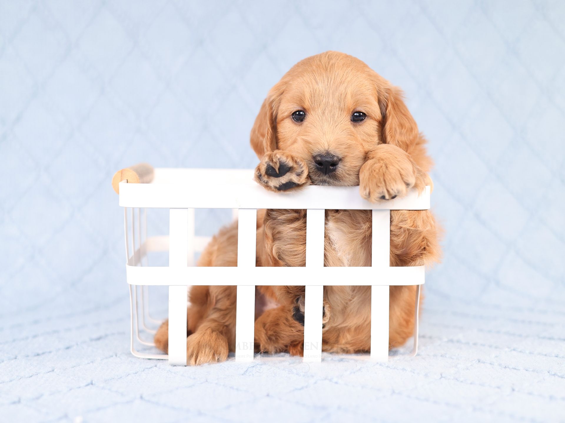 small englishdoodle puppy laying in basket