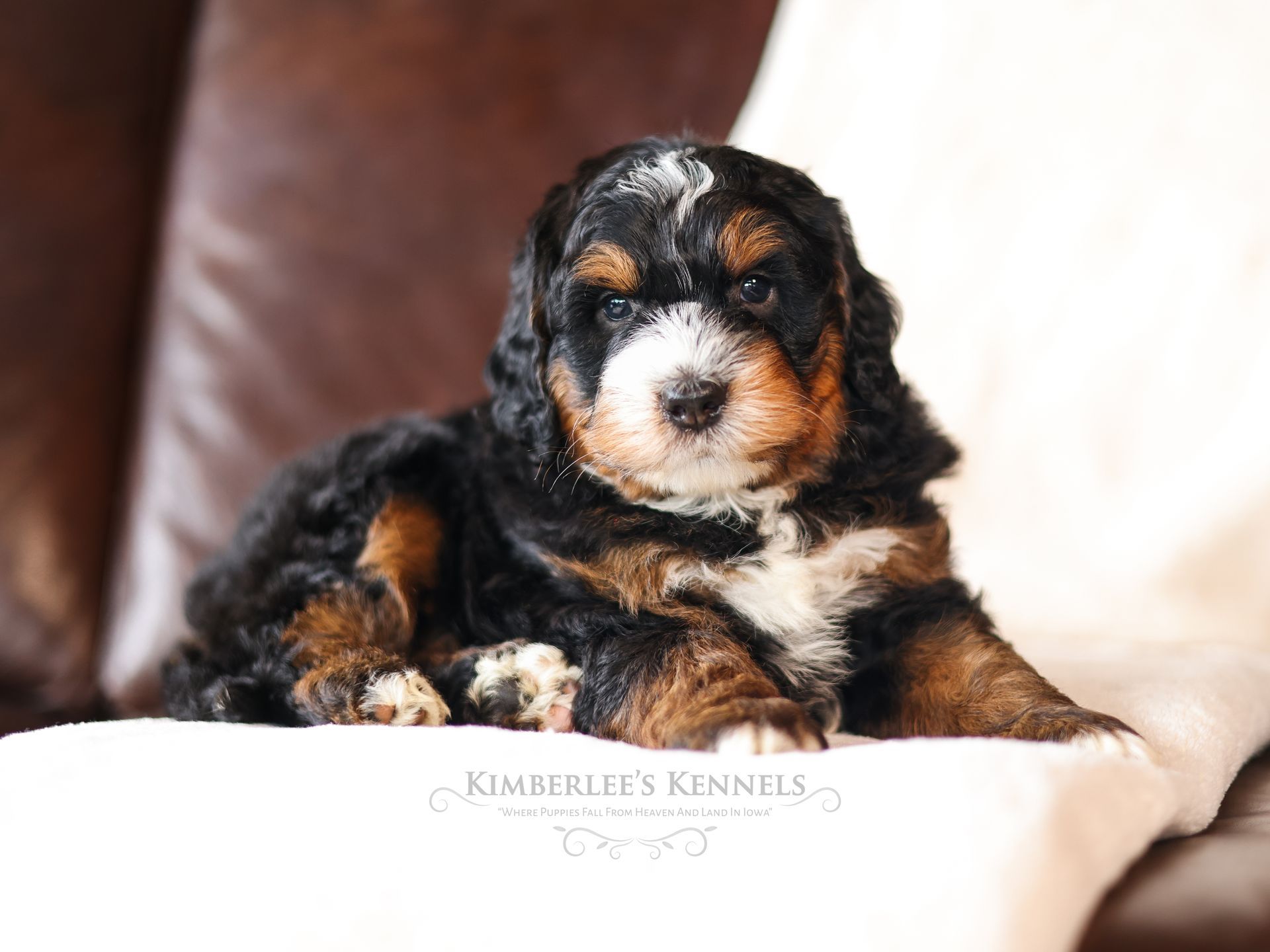 Bernedoodle breeder, adorable tri-colored miniature bernedoodle puppy laying down