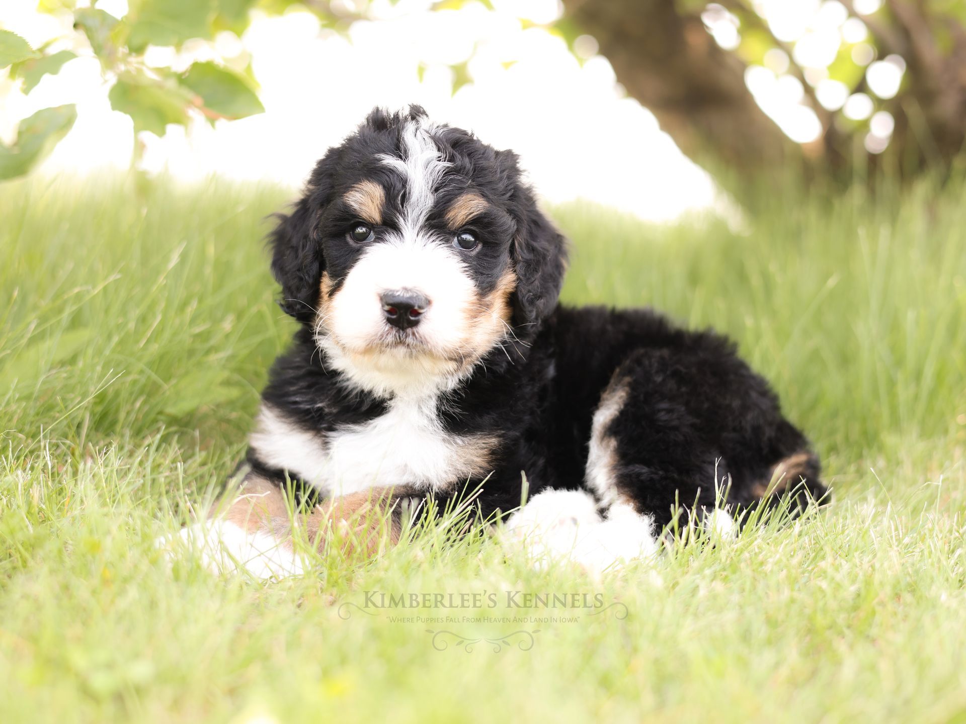 5 week old tricolor bernedoodle puppy laying in the grass