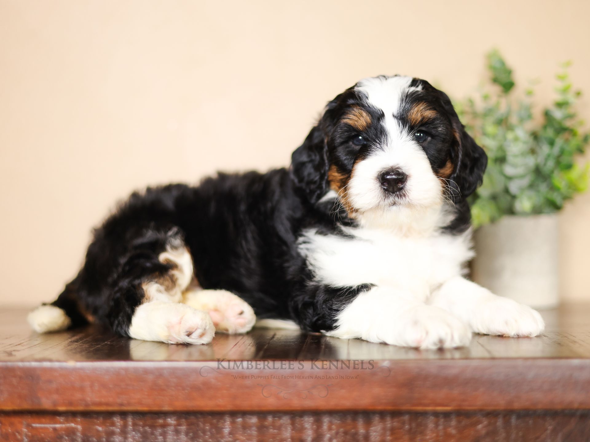 Bernedoodle breeder, adorable tri-colored miniature bernedoodle puppy laying down