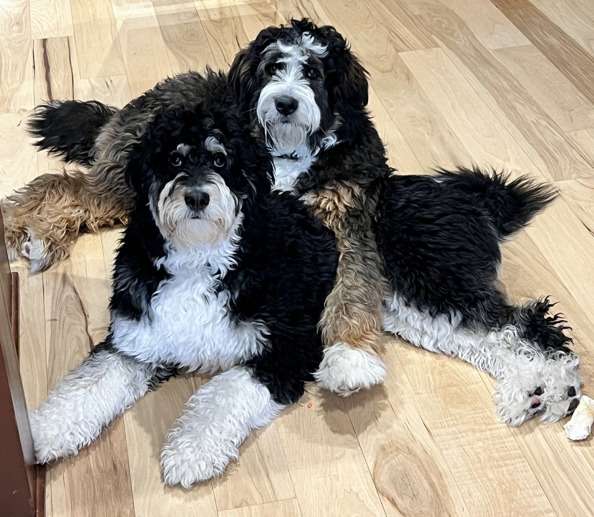 Brindle bernedoodle and tri-colored bernedoodle's laying down 