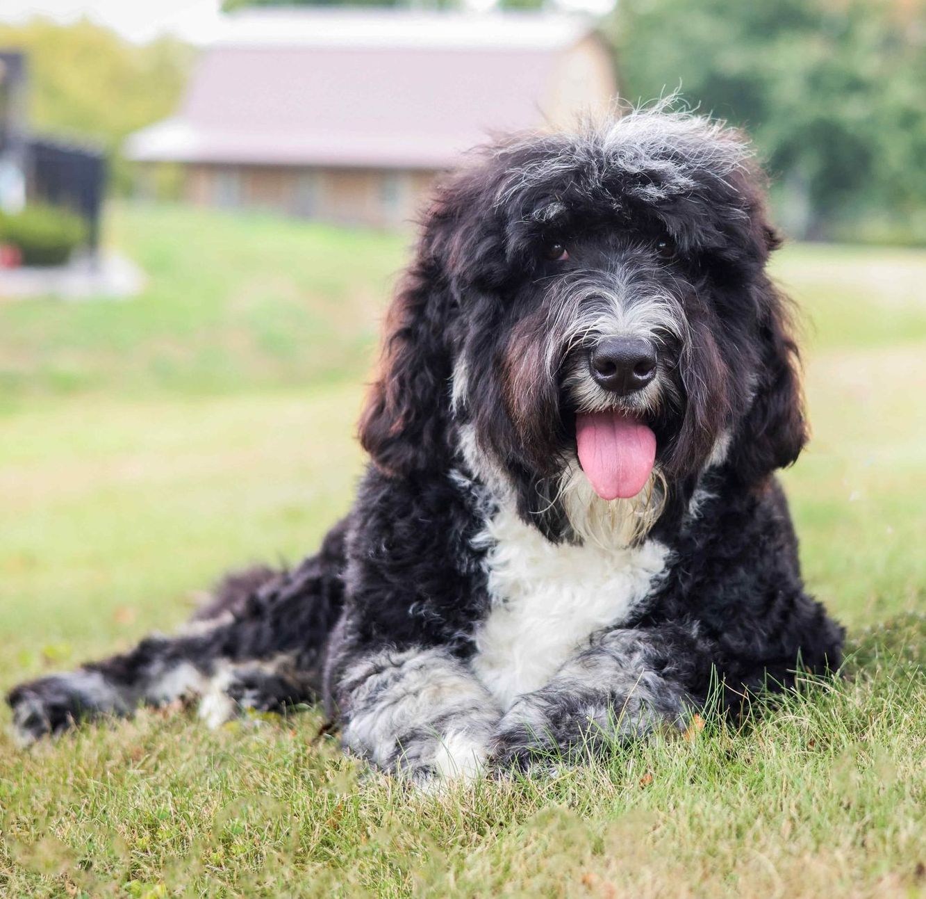 full grown black and white bernedoodle sitting in front of a barn