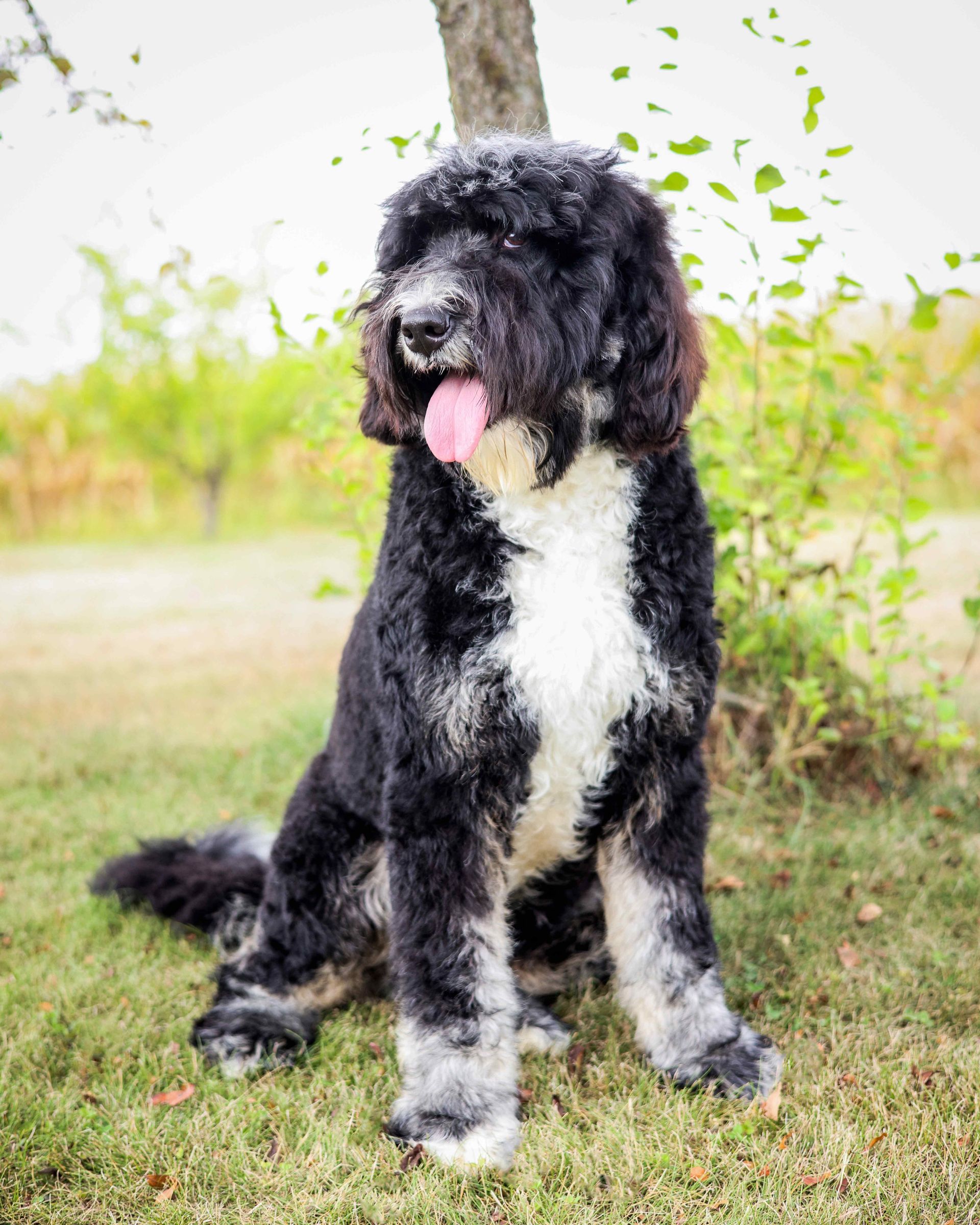 Fully matured black and white bernedoodle playing outside on a nice day