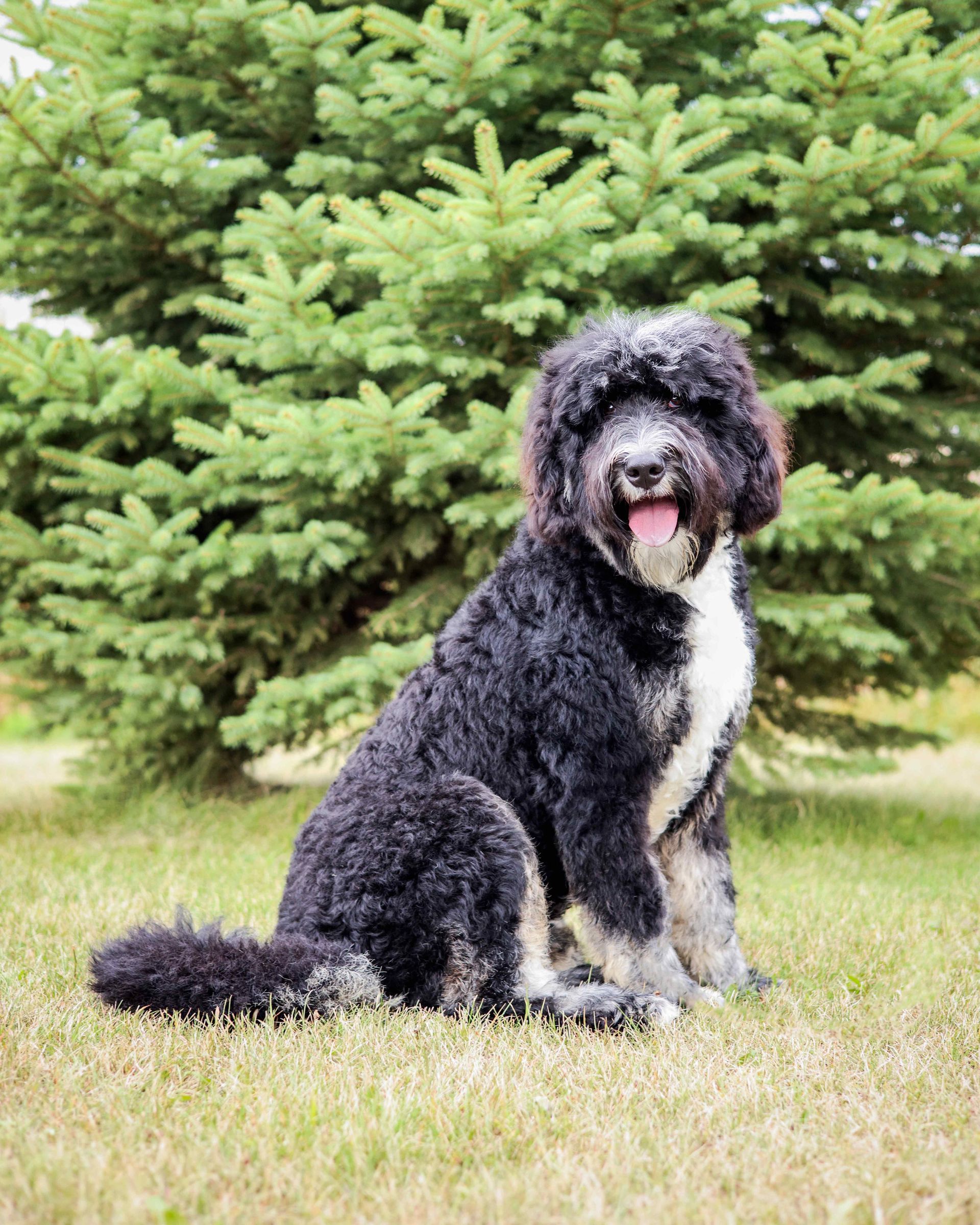 adult partial tricolored bernedoodle sitting in front of a pine tree