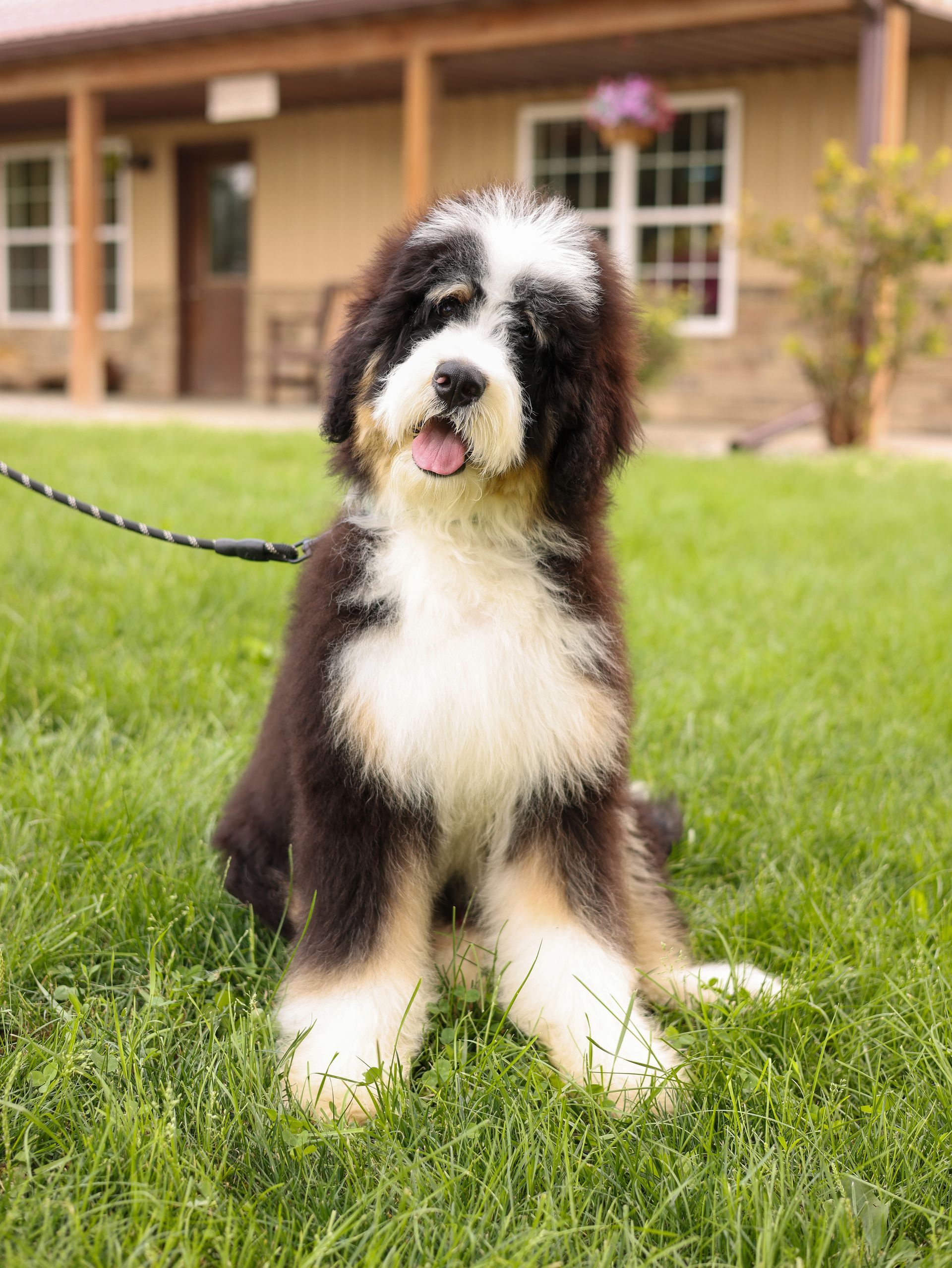 Three week old merle tricolor Aussie Mountain Doodle Puppy with rustic background