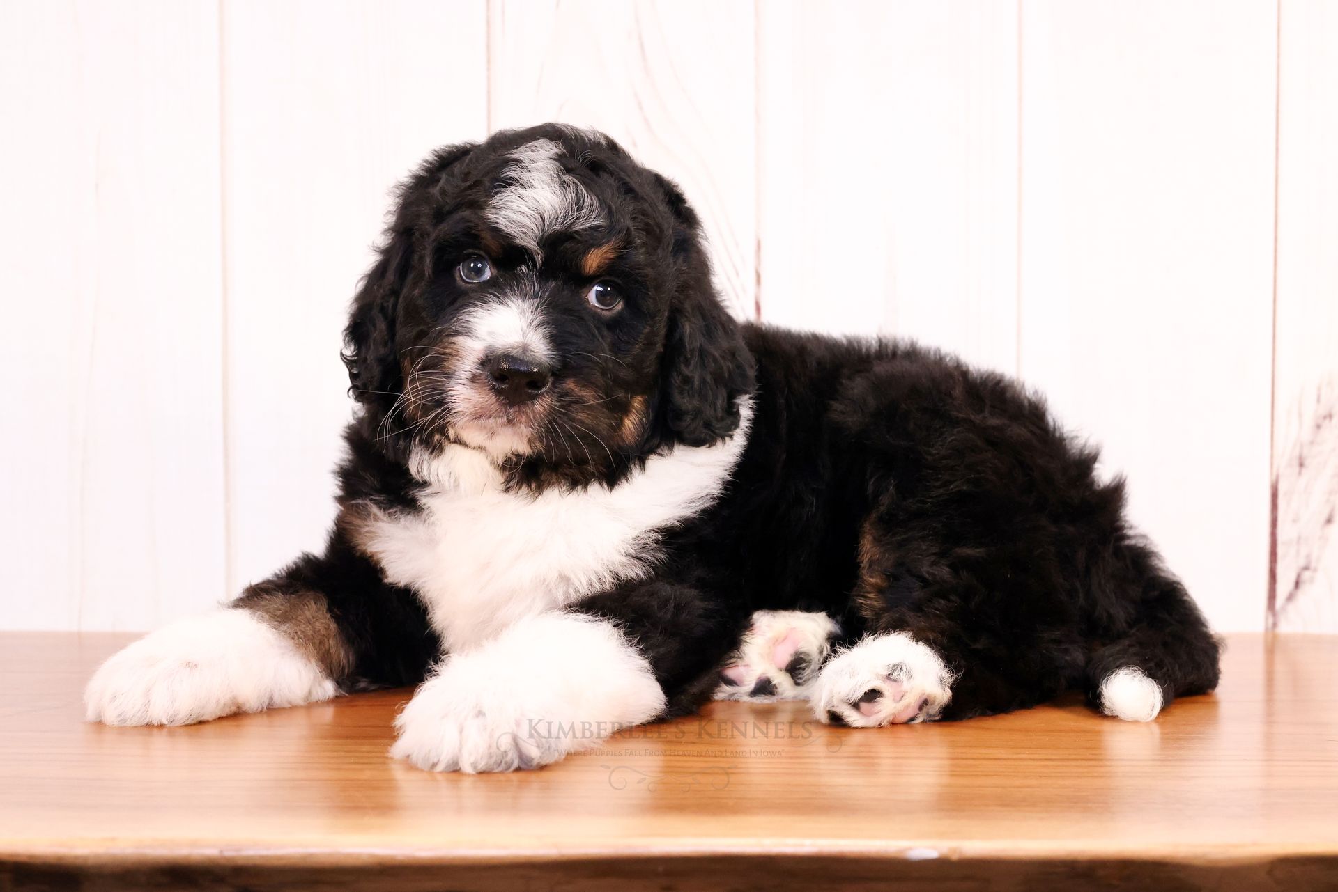 Five week old tricolor standard bernedoodle laying in front of a white shiplap wall