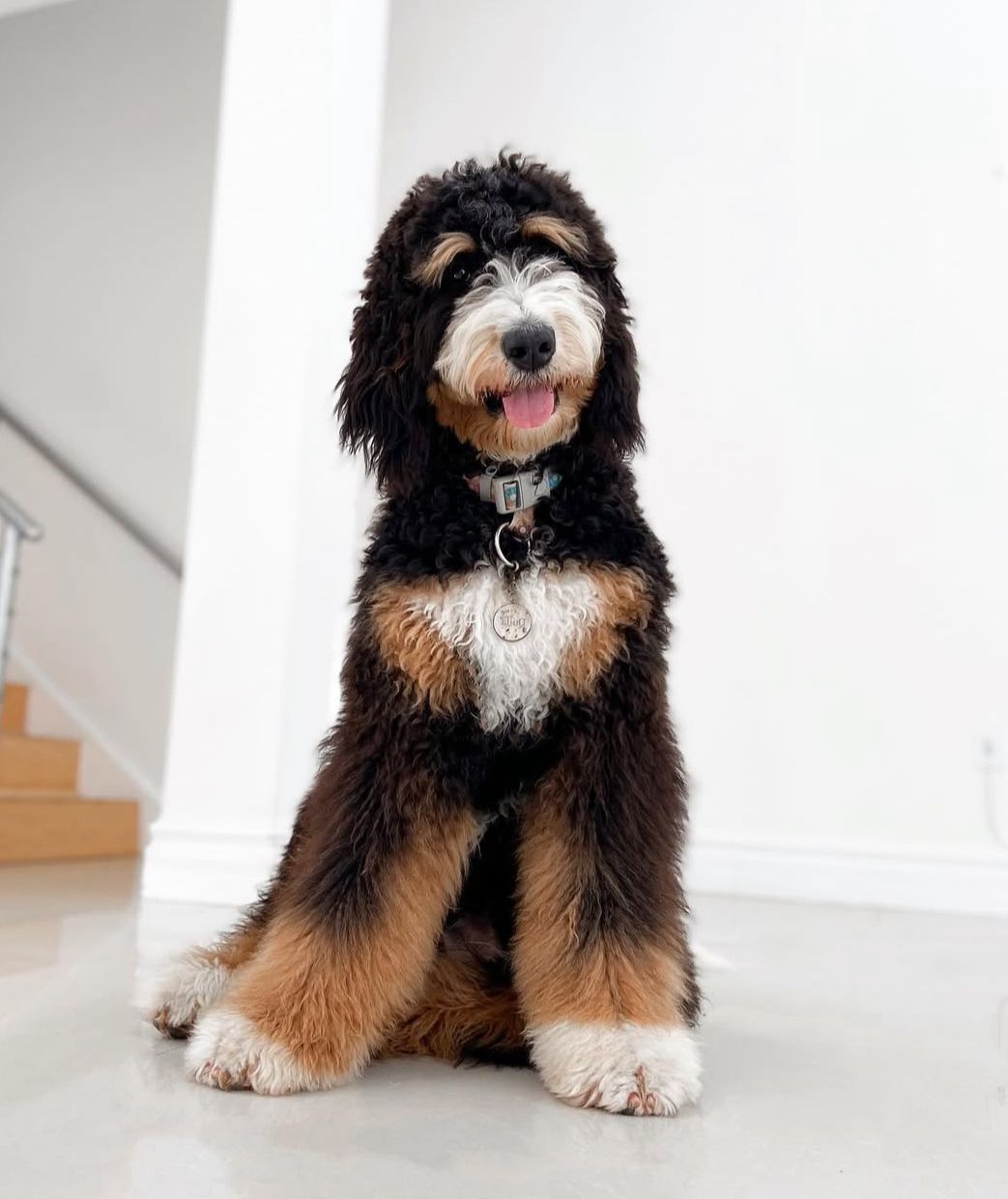 Fully matured tricolor standard bernedoodle sitting on the stairs