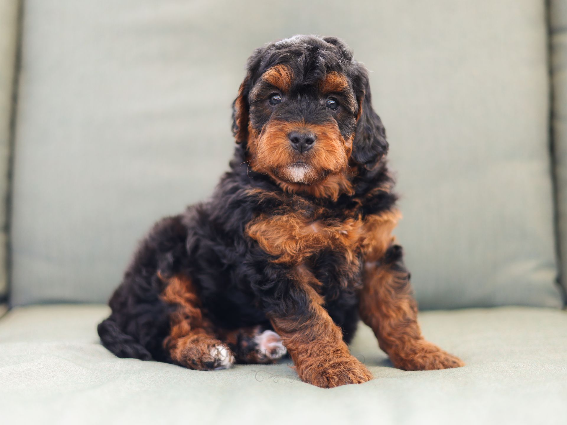 Miniature bernedoodle puppy, Therapy dog