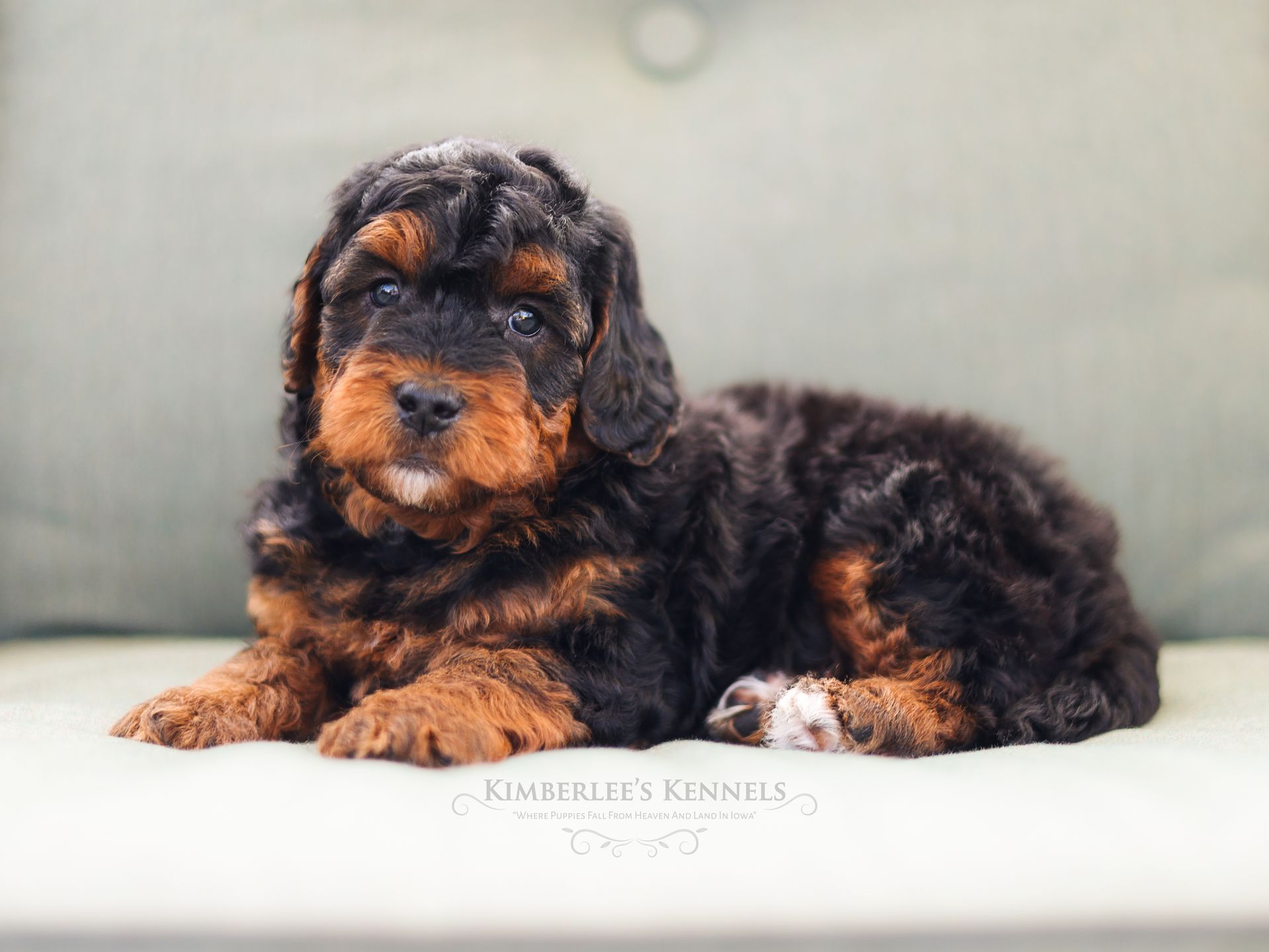 Miniature bernedoodle puppy, ethical dog breeder
