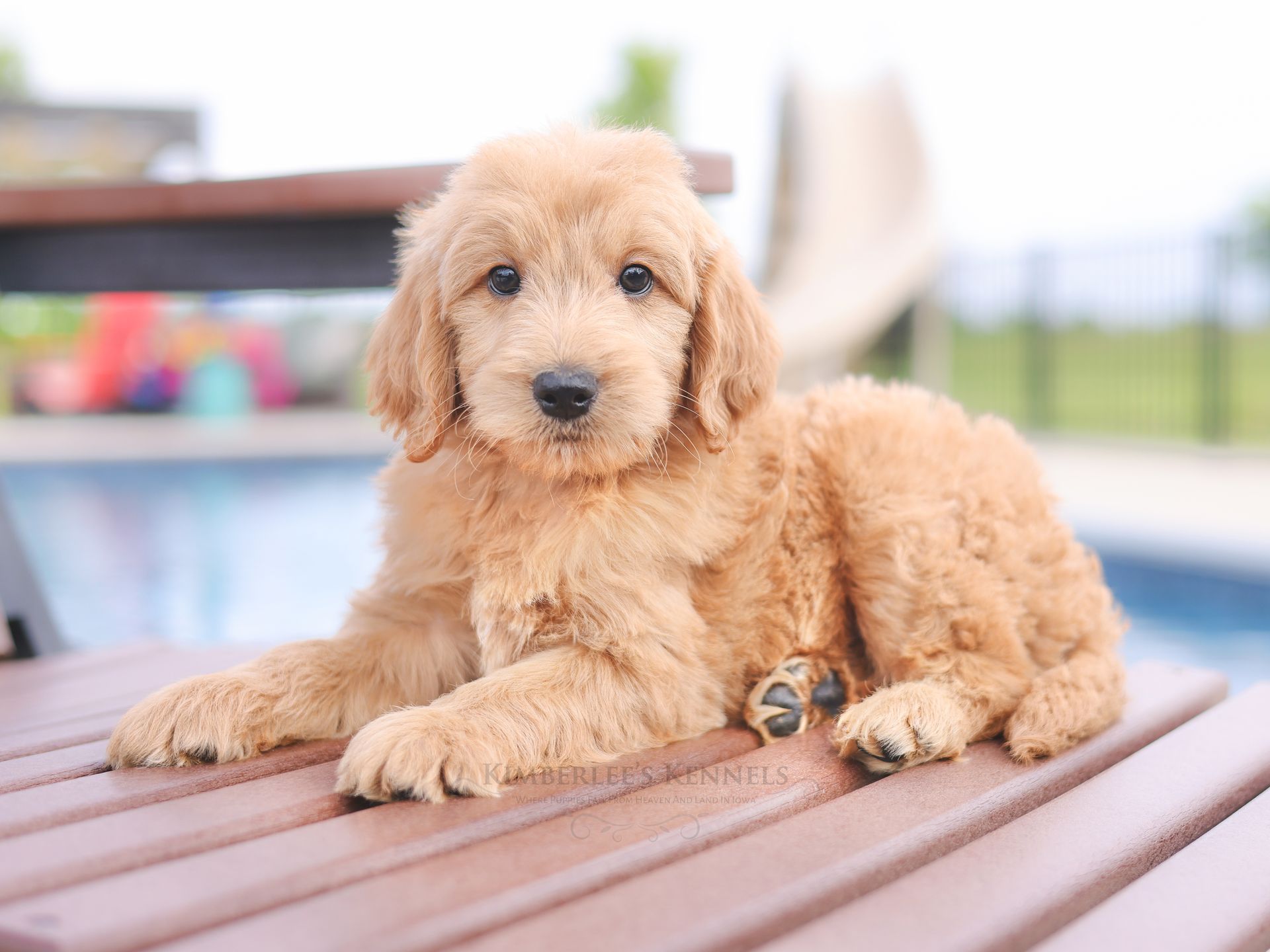 two five week old englishdoodle puppies giving kisses