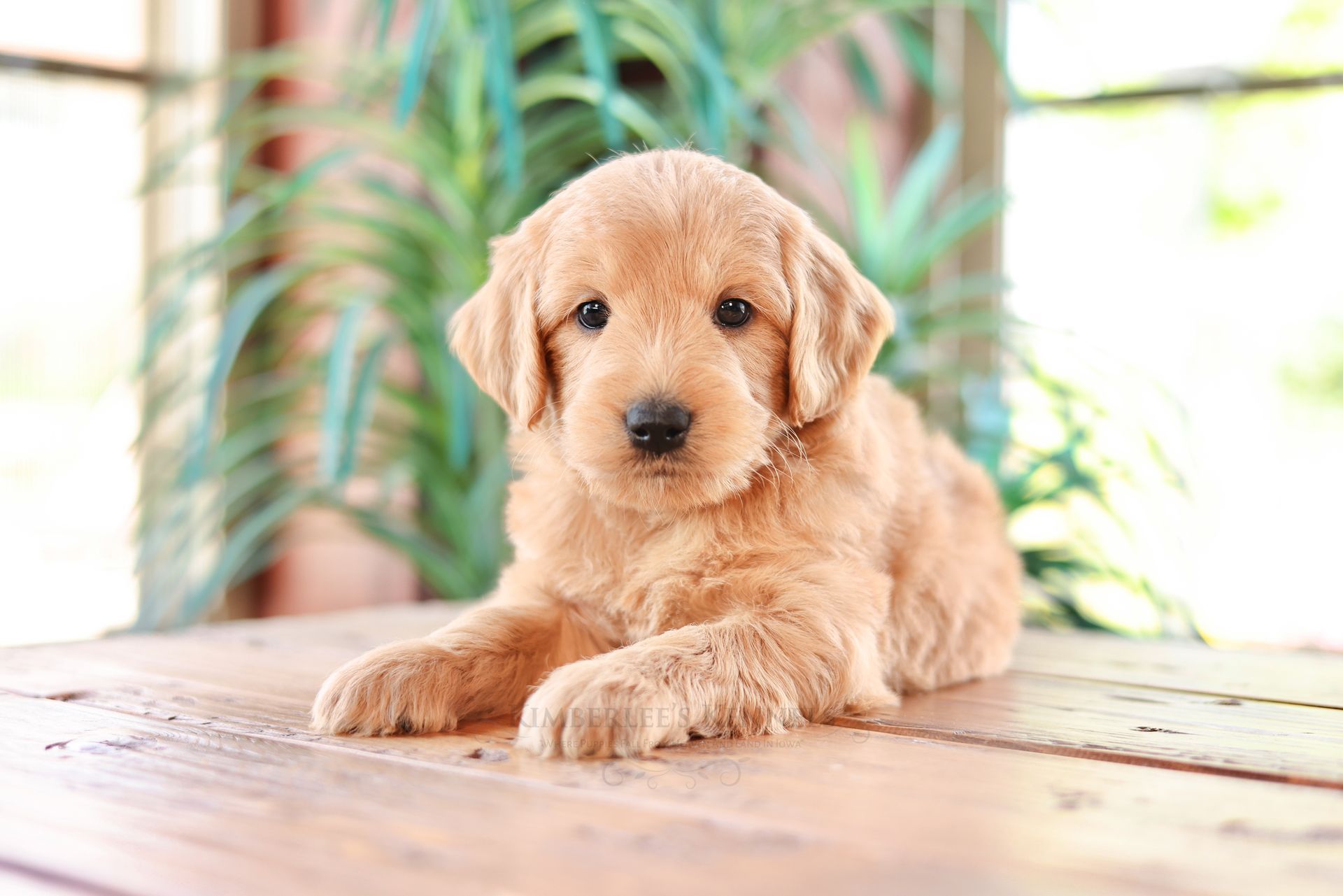miniature F1 englishdoodle puppy laying down