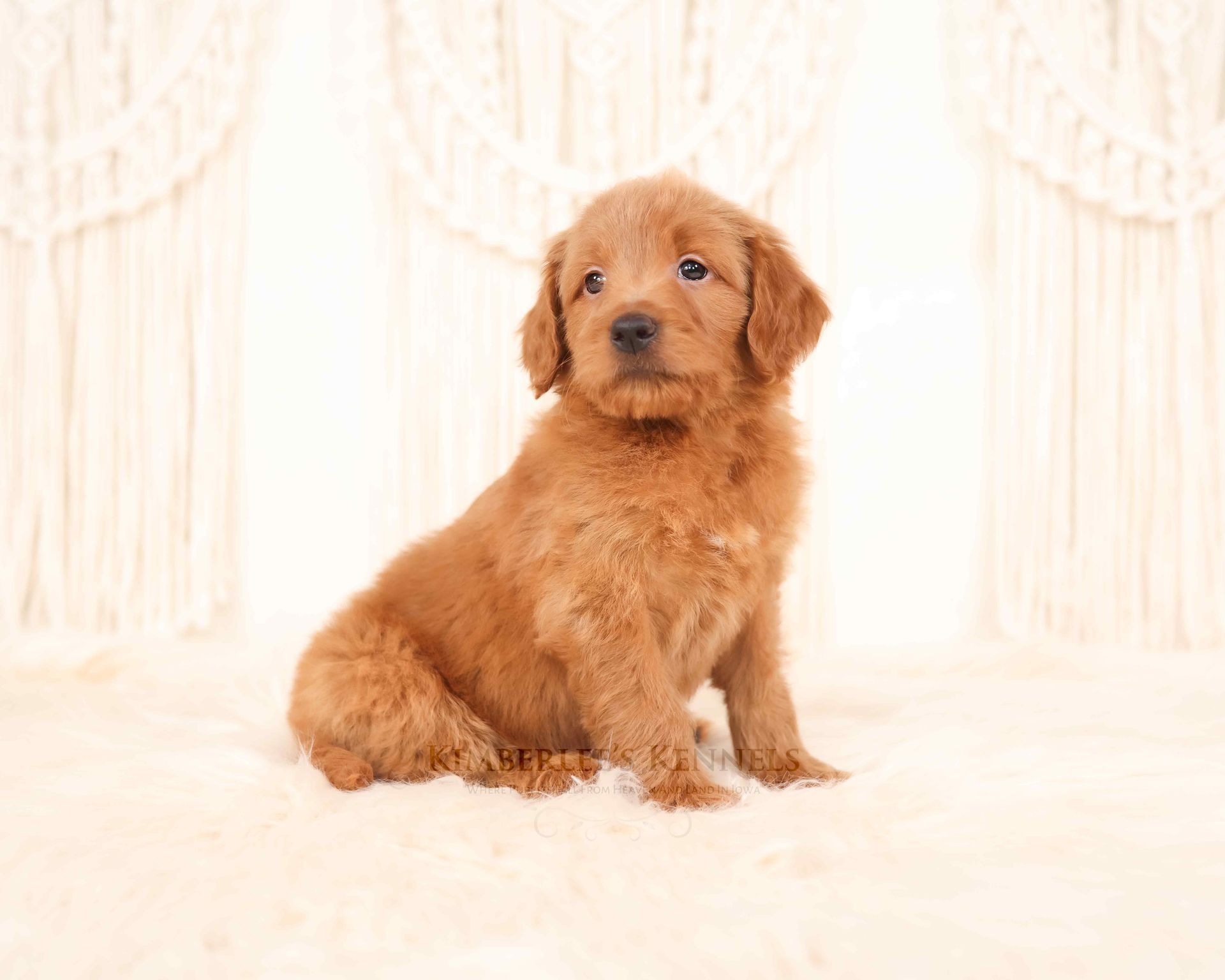 Light red goldendoodle puppy sitting in front of a knit white background