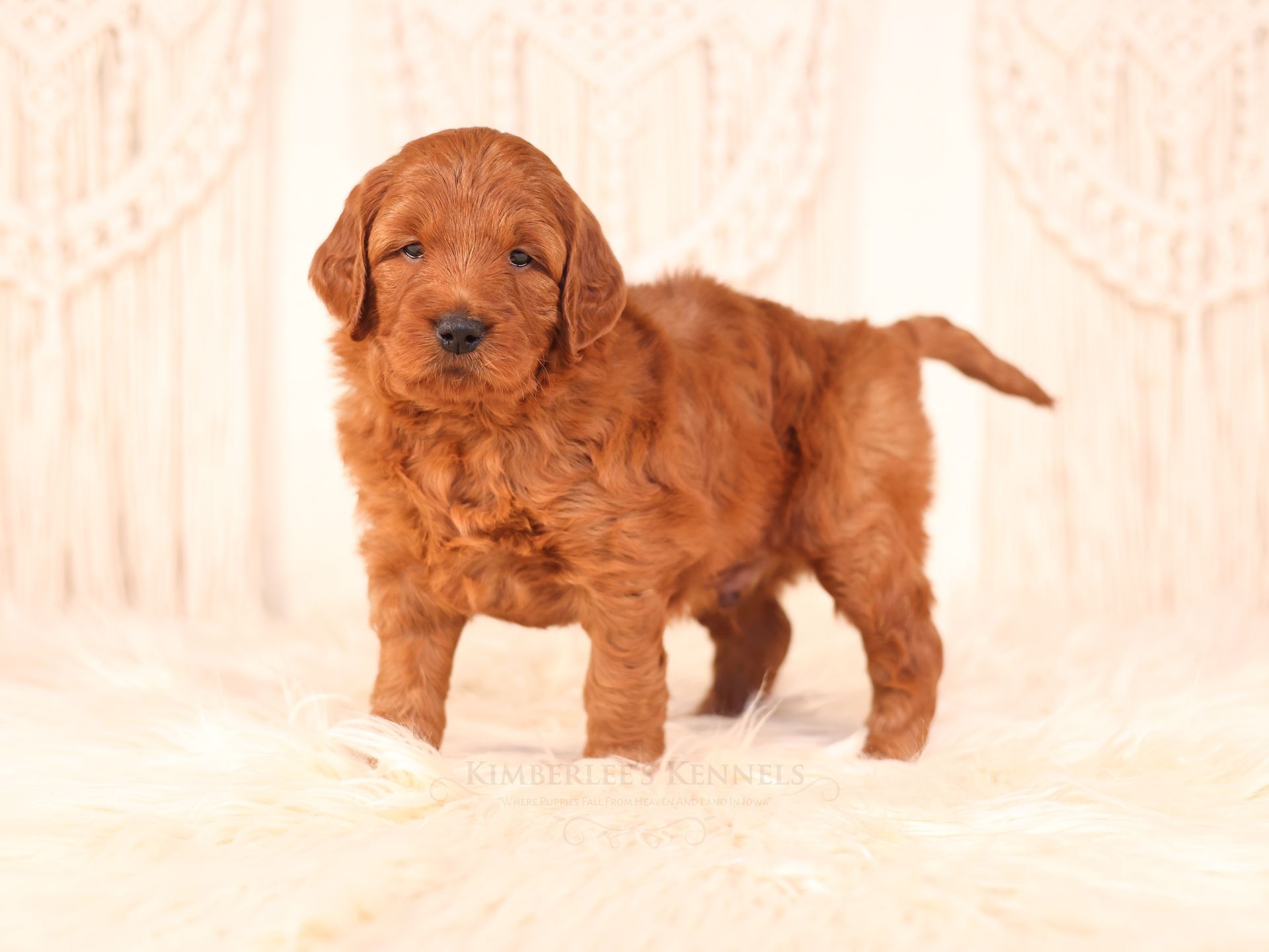 mini F1b goldendoodle standing on a white fluffy blanket