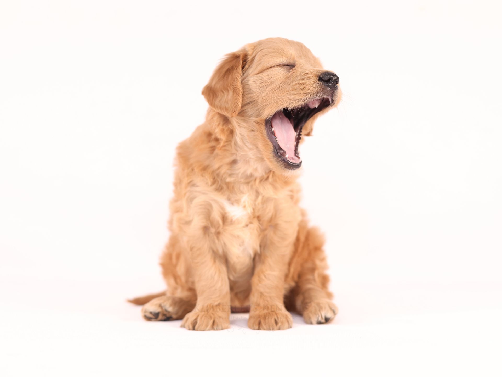 Apricot Colored Englishdoodle puppy yawning