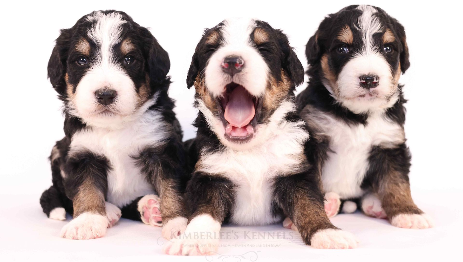 Three tricolor bernedoodle puppies sitting in front of a white background