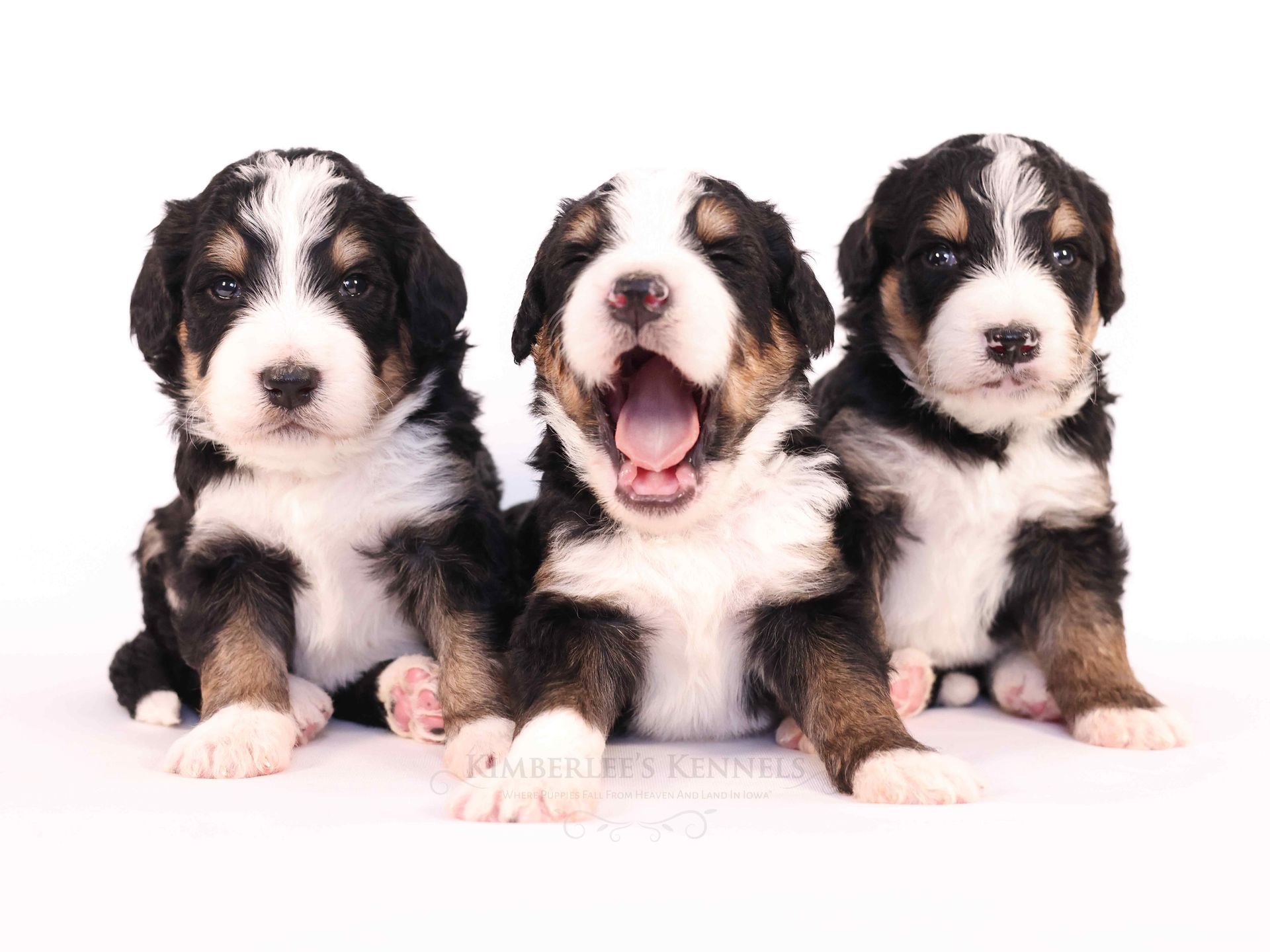 group photo of three tri-colored standard bernedoodle puppies