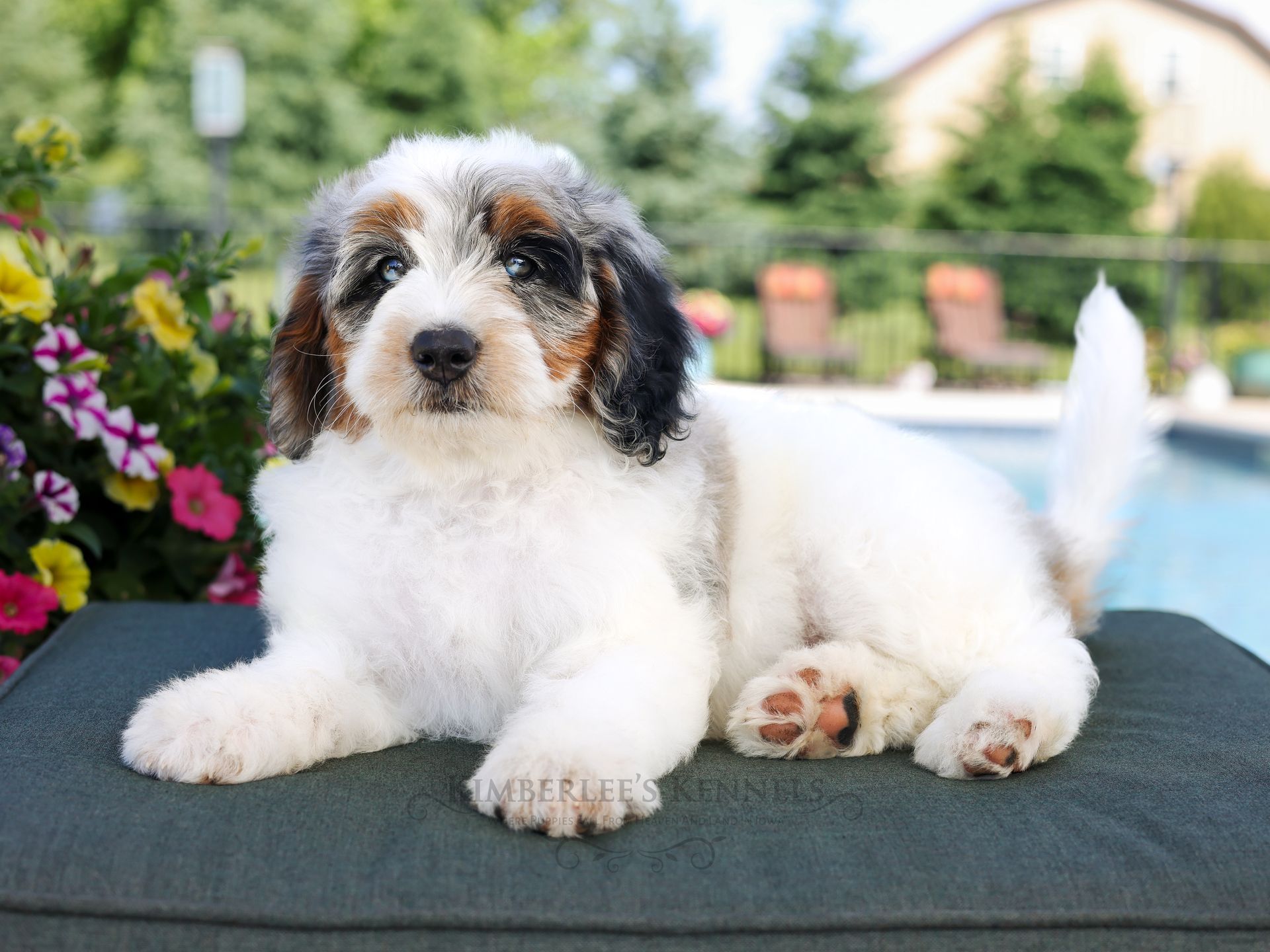 three week old merle aussie mountain doodle puppy with rustic background