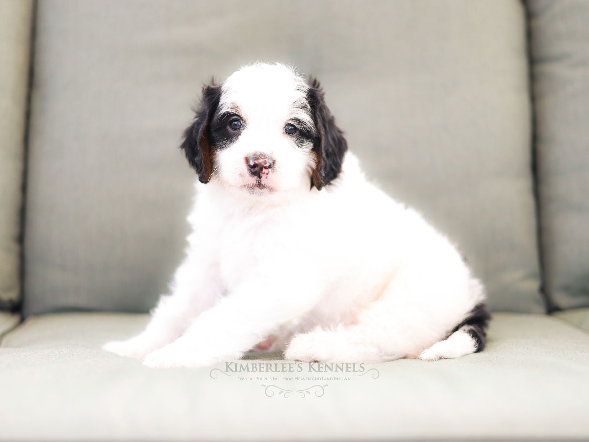 Miniature bernedoodle puppy, ethical dog breeder