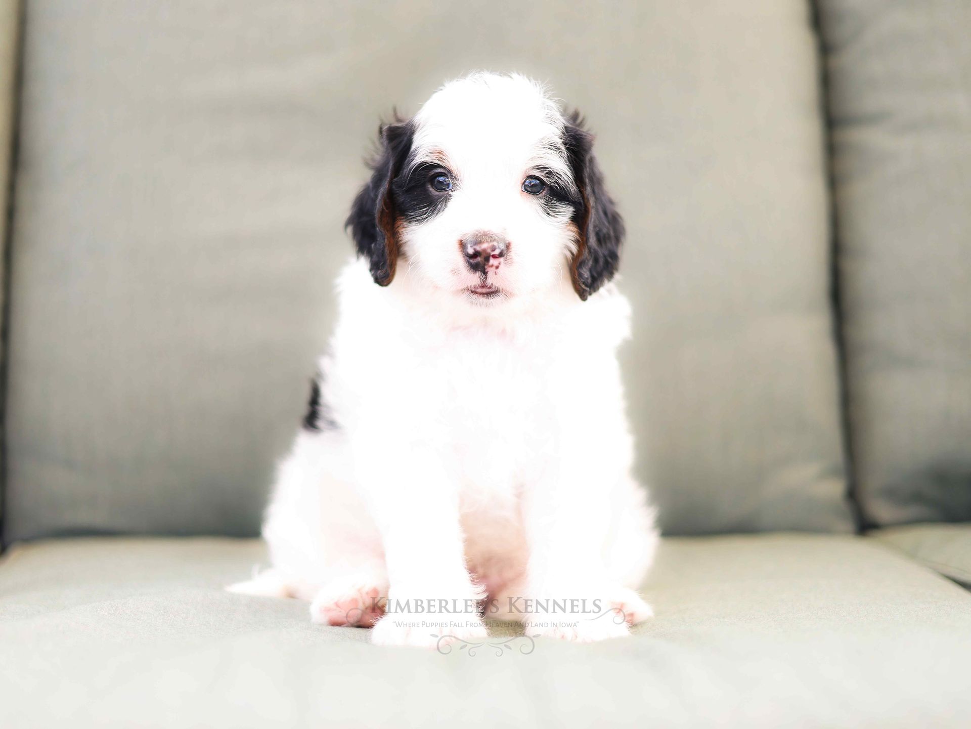 Miniature bernedoodle puppy, ethical dog breeder