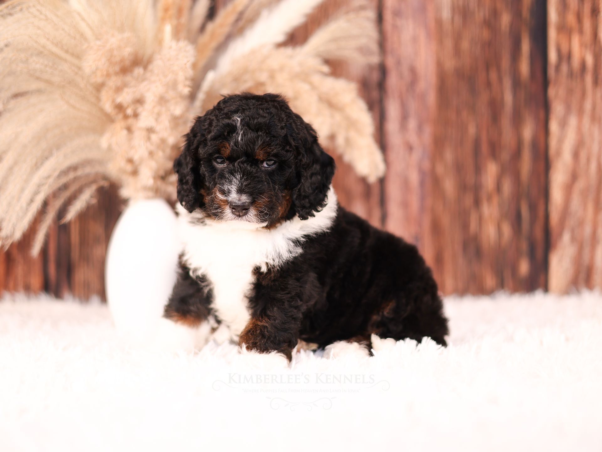 5 week old partial tricolor bernedoodle puppy with wooden background