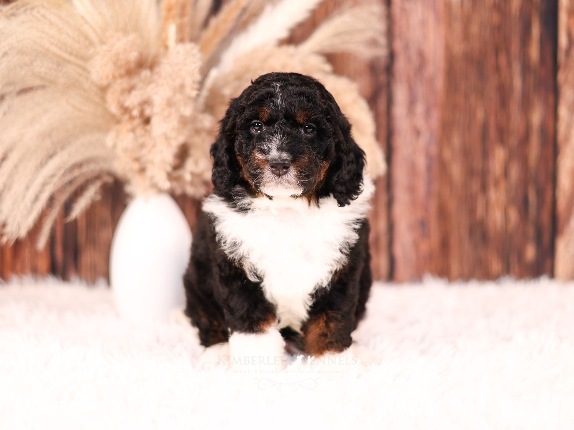 five week old tricolor bernedoodle puppy sitting on a white fluffy blanket in front of a wooden background