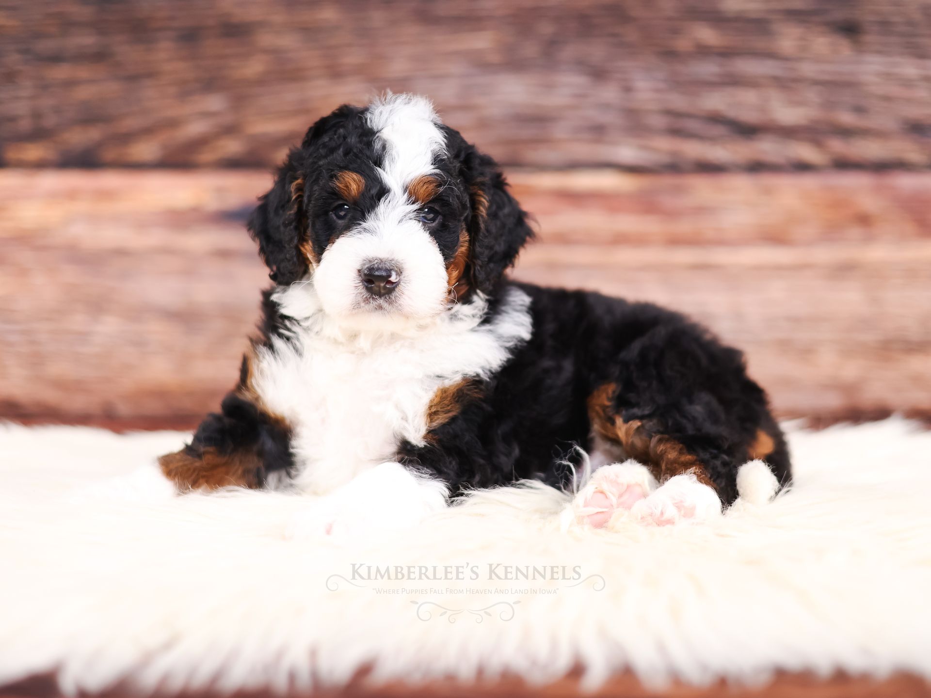 five week old tricolor miniature bernedoodle puppy with wooden background