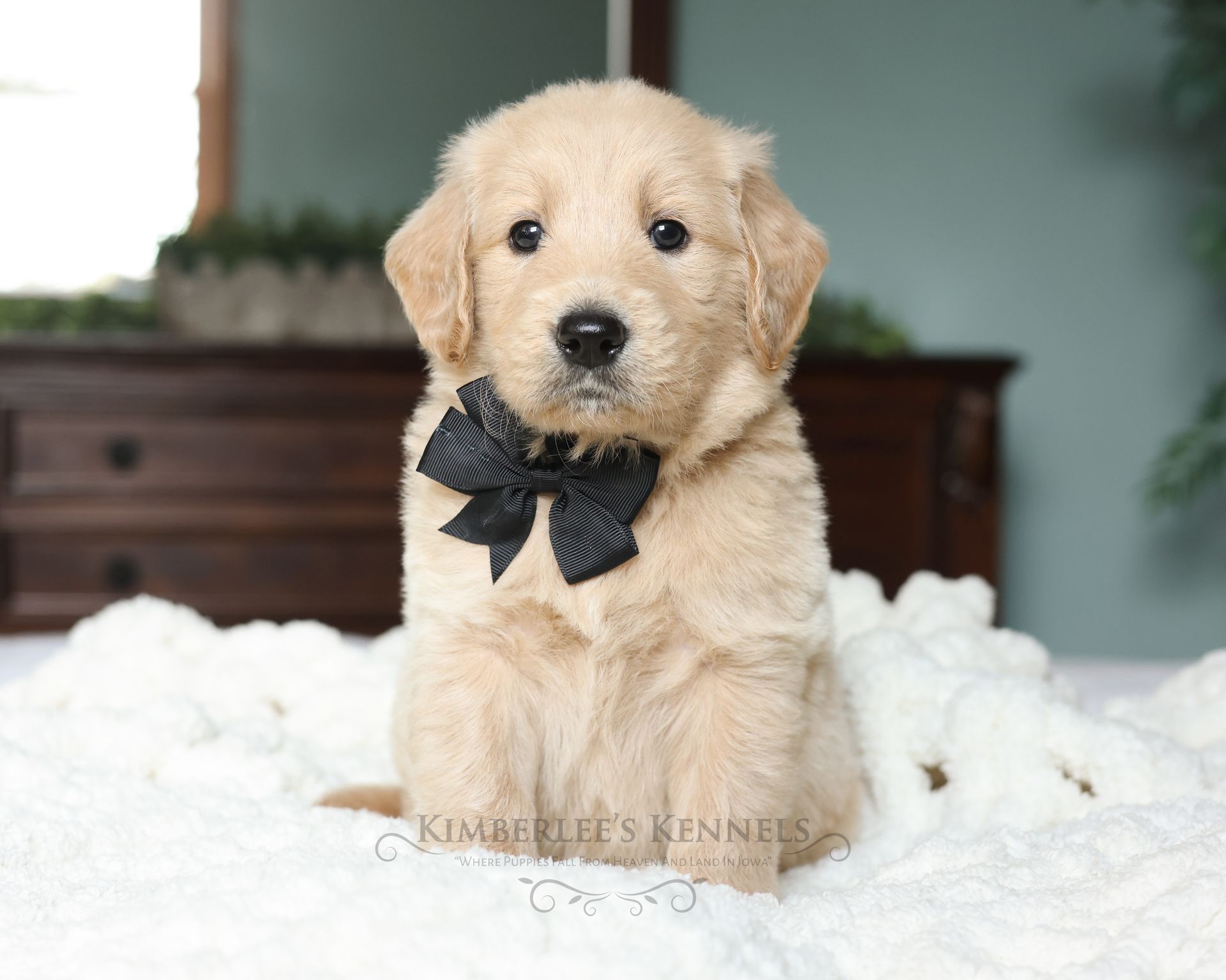 White colored 5 week old englishdoodle puppy in the outdoors