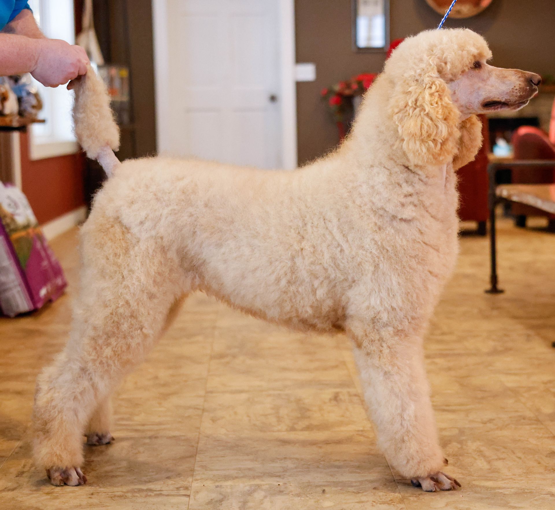 Stack photo of an adult female cream colored poodle