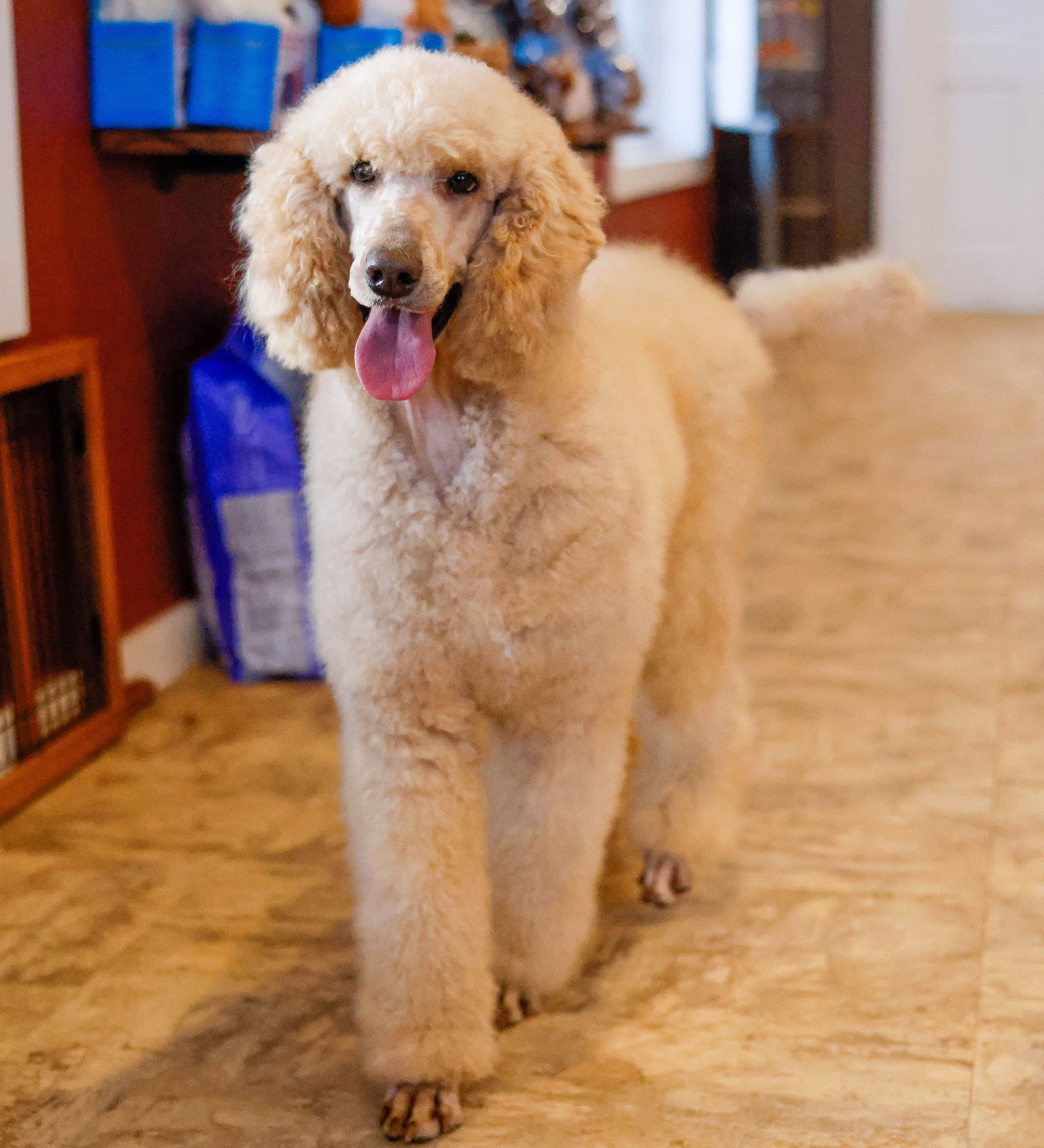 Standard white poodle standing in the front office