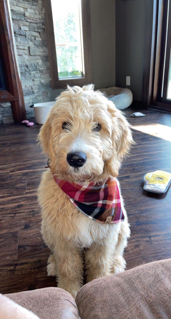 Hunting dog englishdoodle from Kimberlee's kennels 