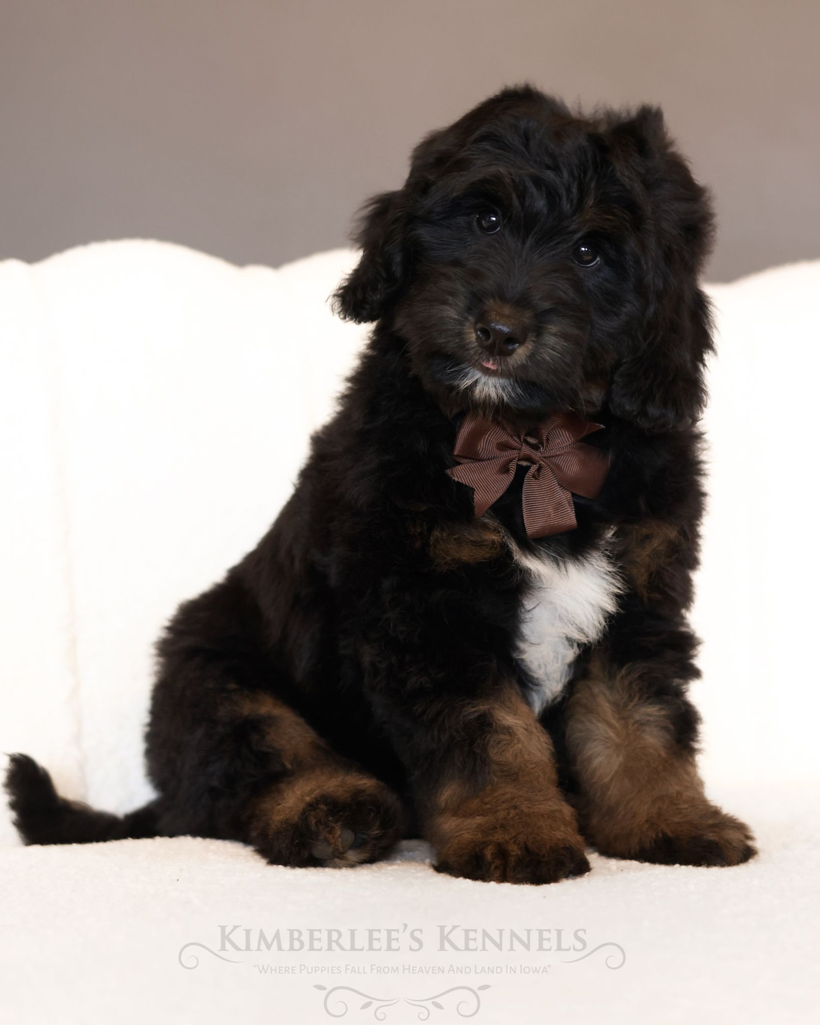 Miniature Bernedoodle puppy, bernedoodle breeder
