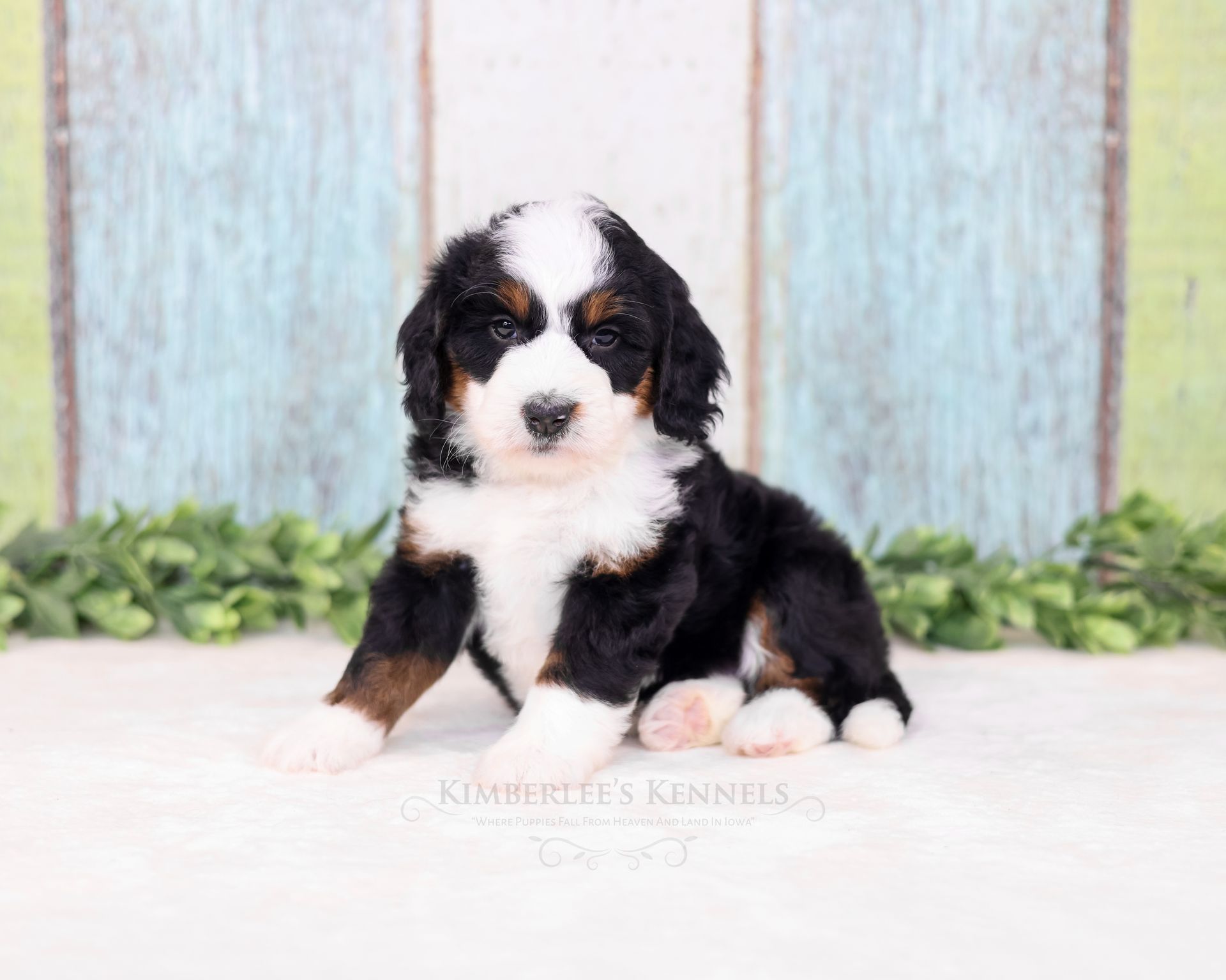 Miniature Tricolor Bernedoodle with multicolored background