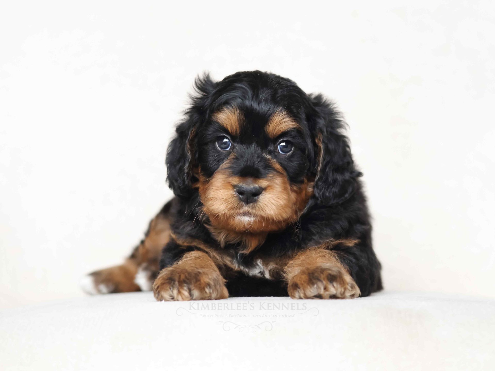 male tricolor bernedoodle