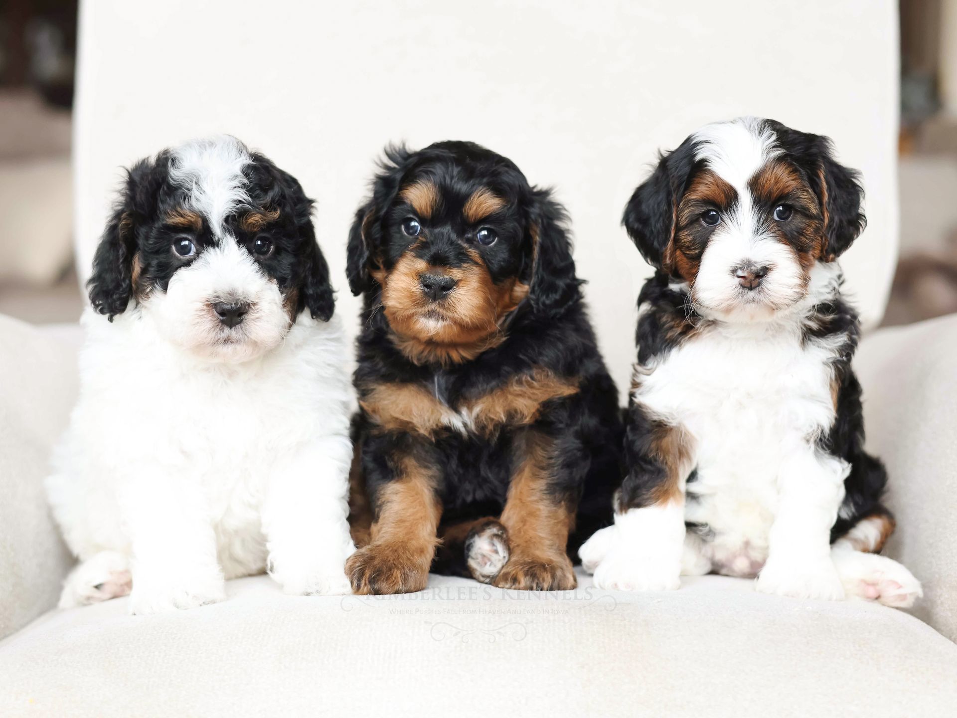 tricolor mini bernedoodle puppies