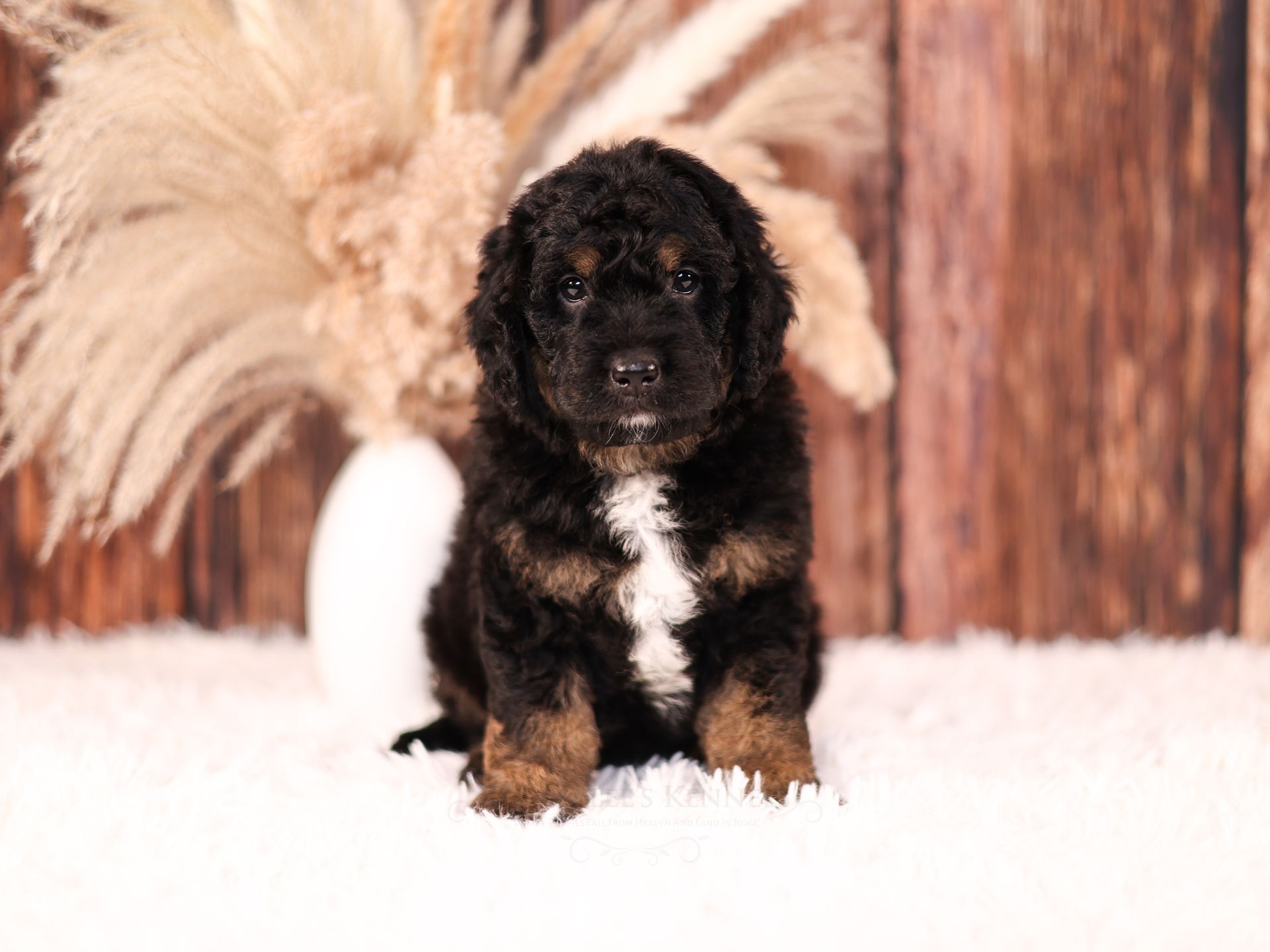 five week old black and copper bernedoodle puppy with wooden background