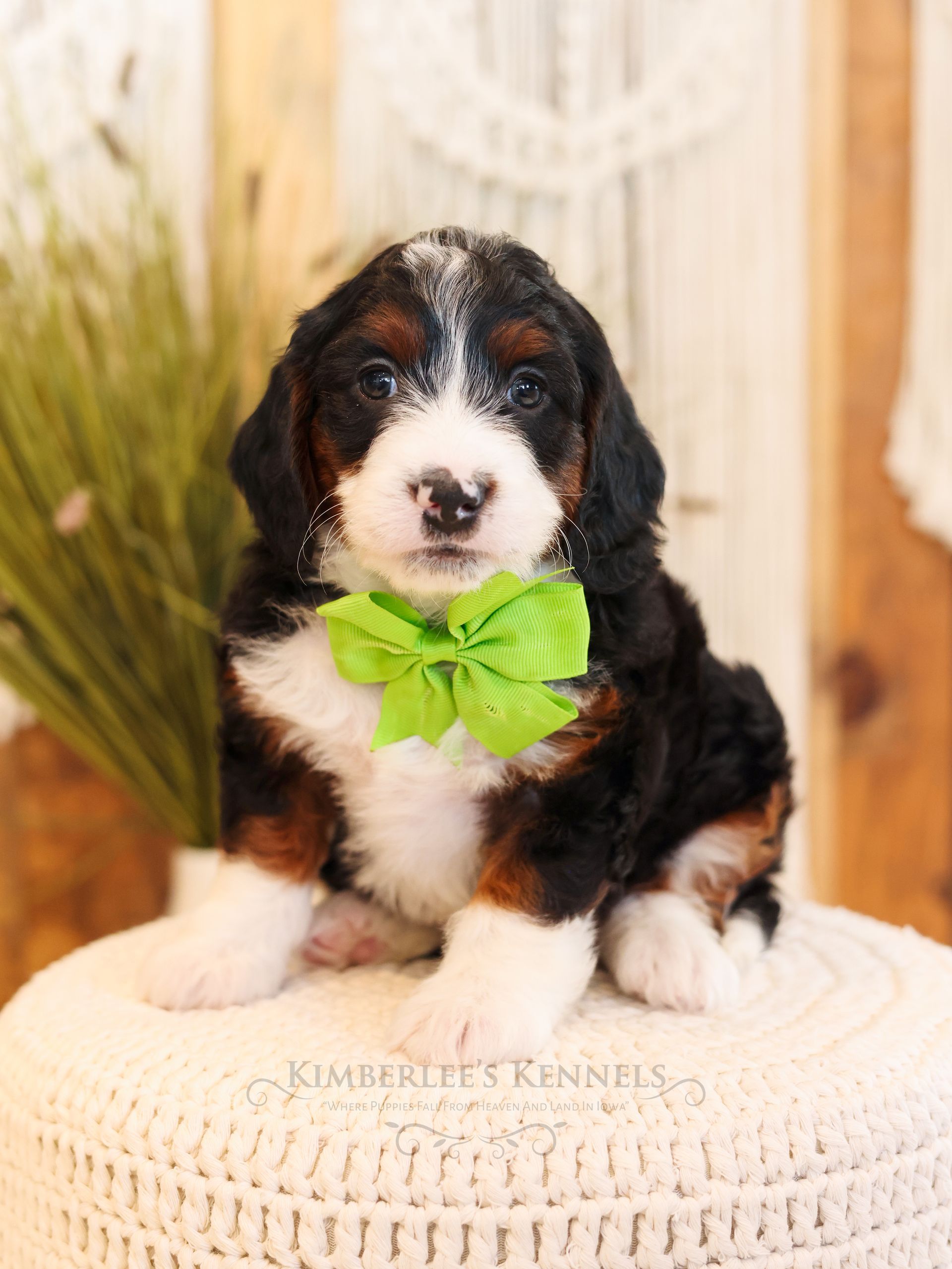 Miniature F1b boy tricolor Bernedoodle puppy sitting with plant at Kimberlee's Kennels wavy coat