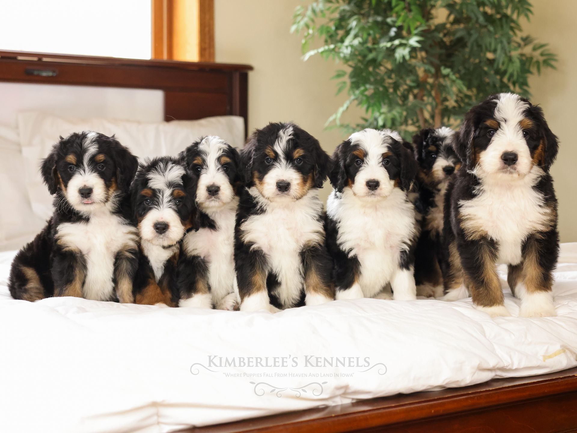 group photo of seven tri-colored standard bernedoodle puppies