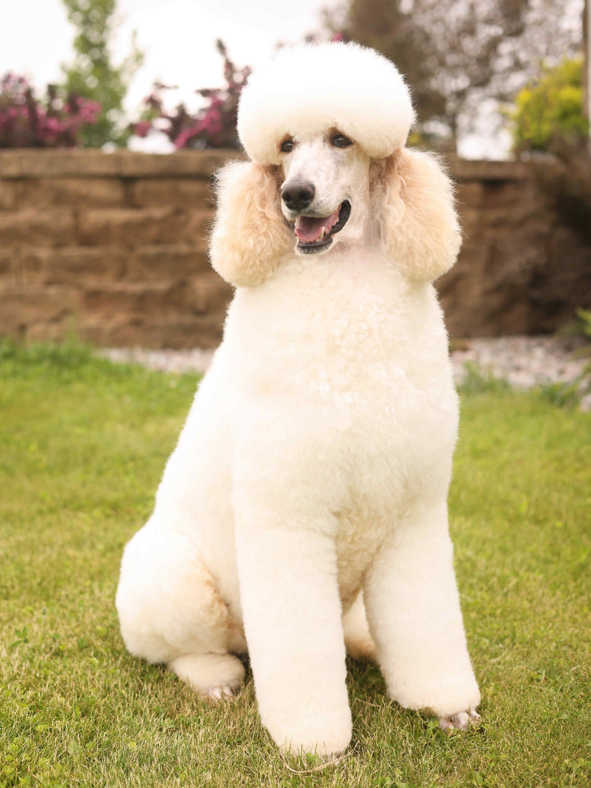 AKC cream standard poodle outside