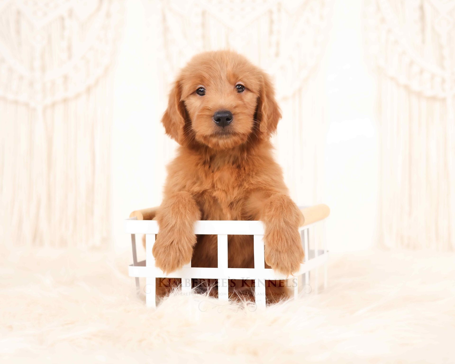 5 week old goldendoodle puppy sitting in a white basket