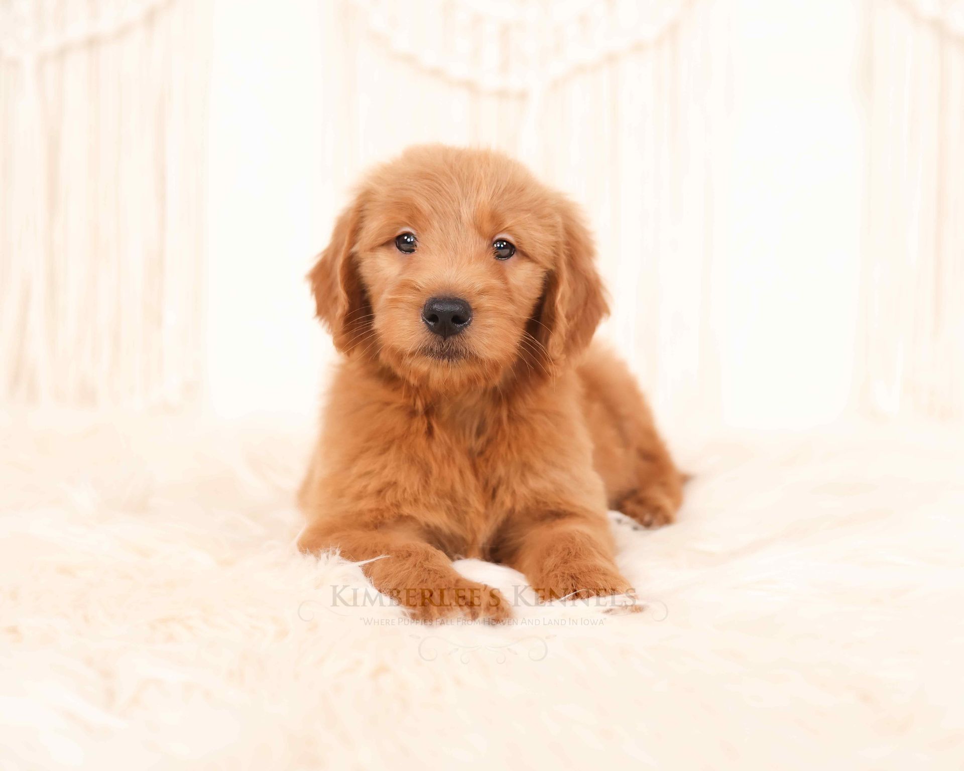 5 week old goldendoodle puppy with crochet background