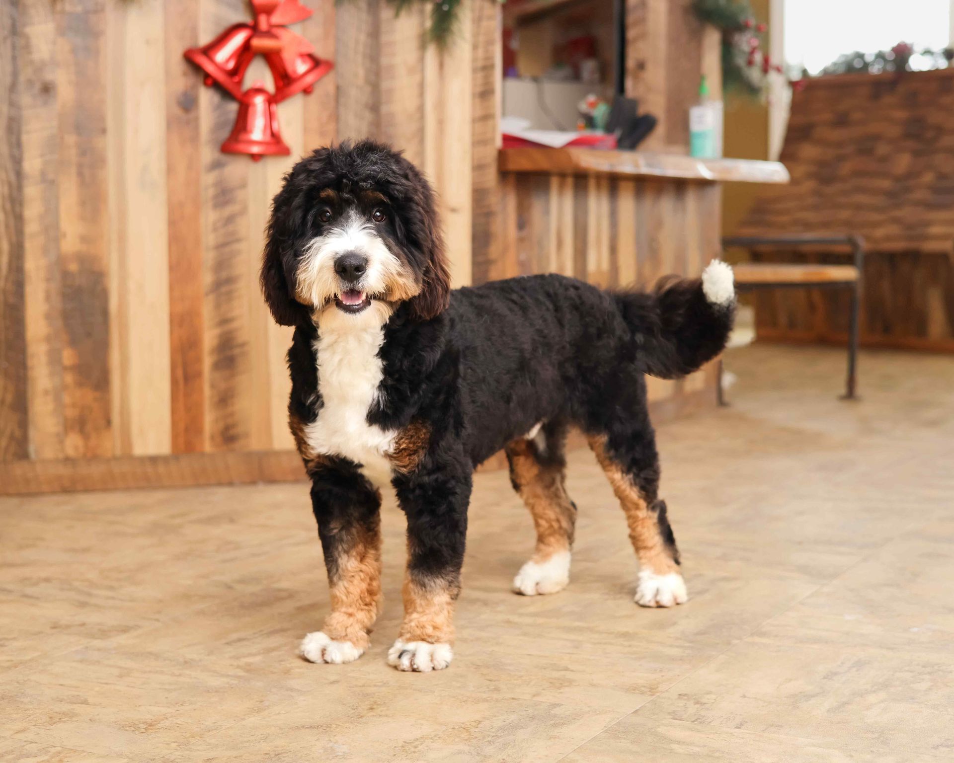 Adult tricolored miniature bernedoodle posing in the front office