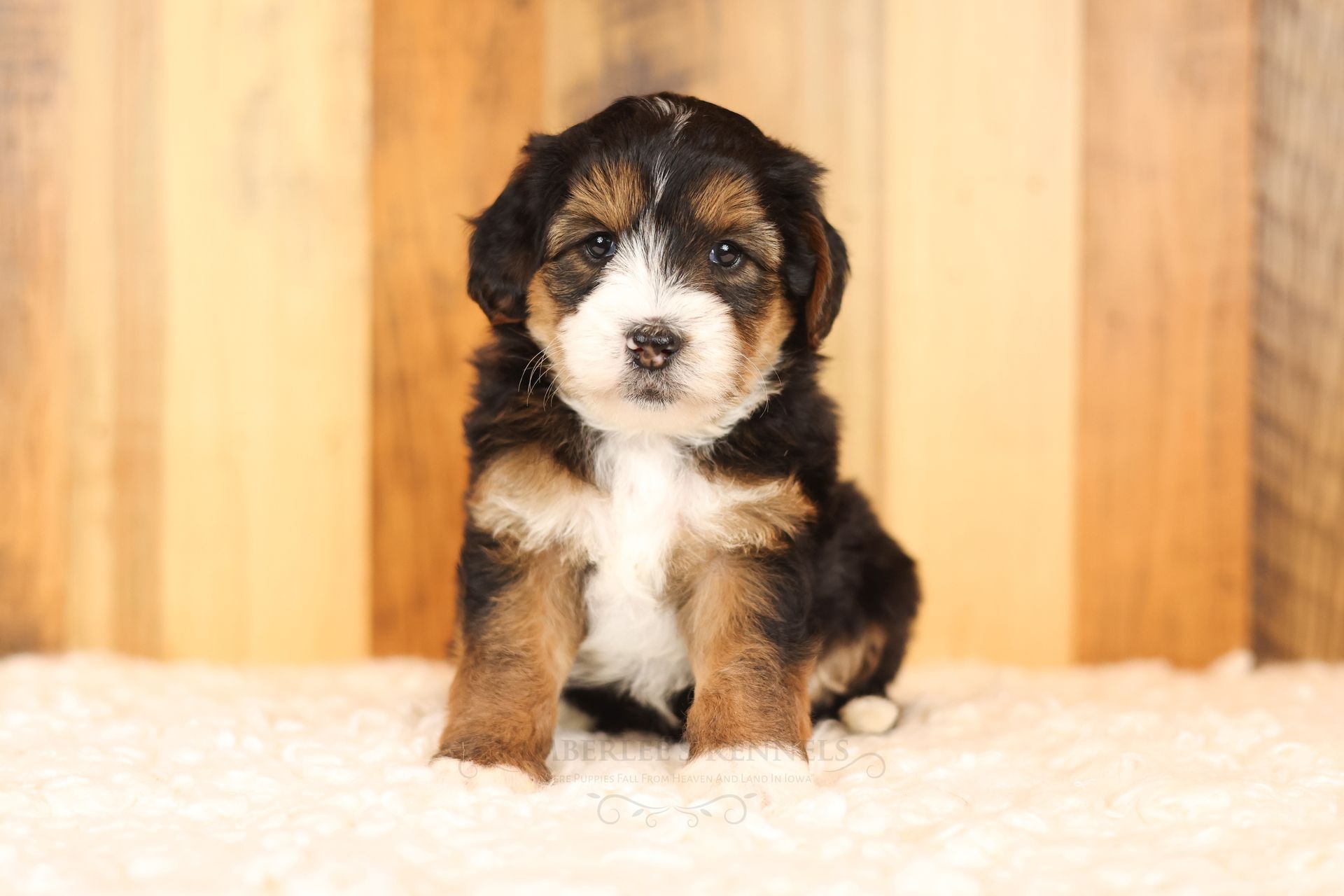 miniature 5 week old tricolor bernedoodle posing in front of a wooden background