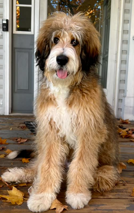 Fully furnished brindle ultra bernedoodle waiting at the front door
