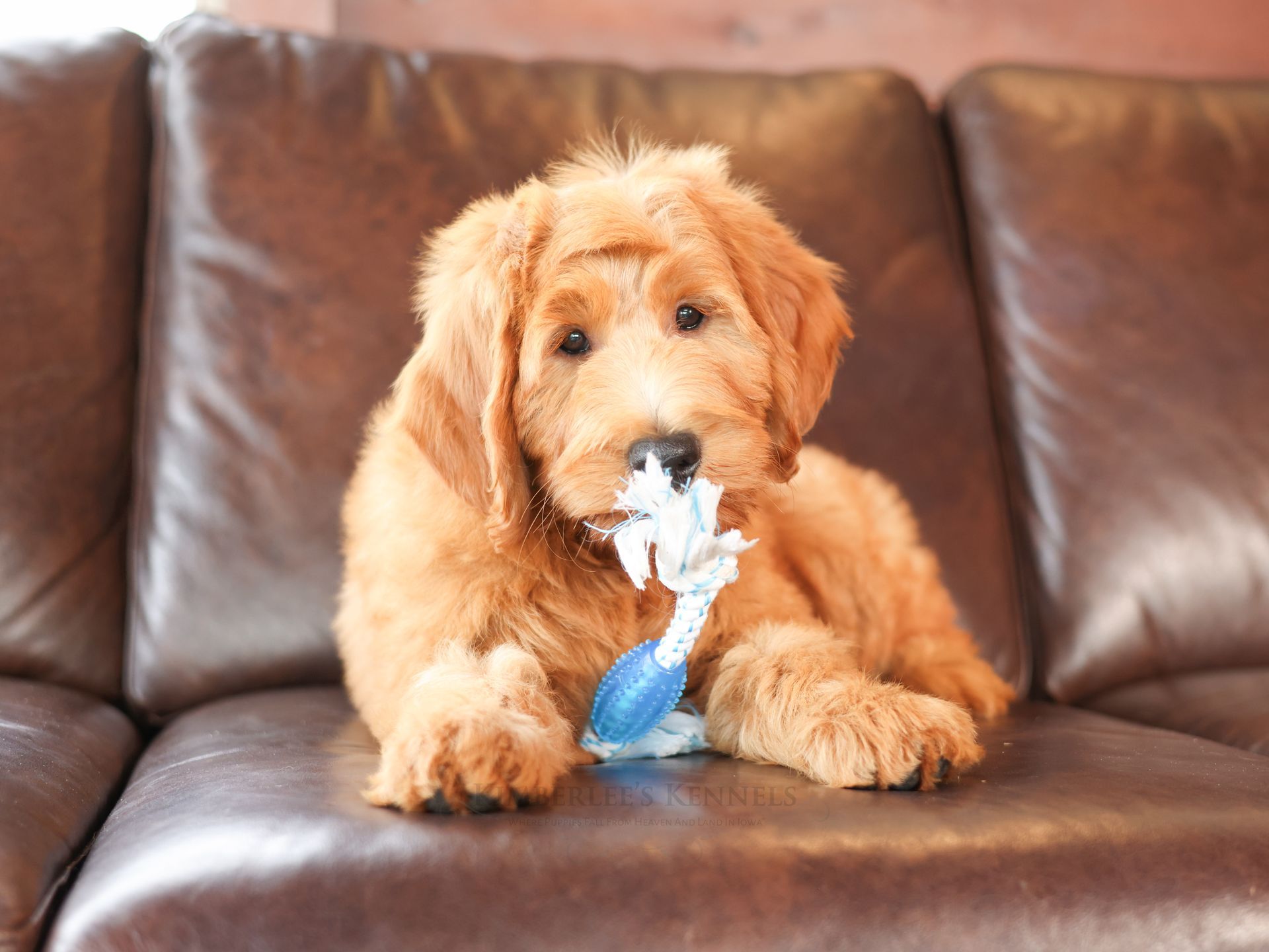 Standard F1 goldendoodle puppy playing with a rope toy on a brown leather couch