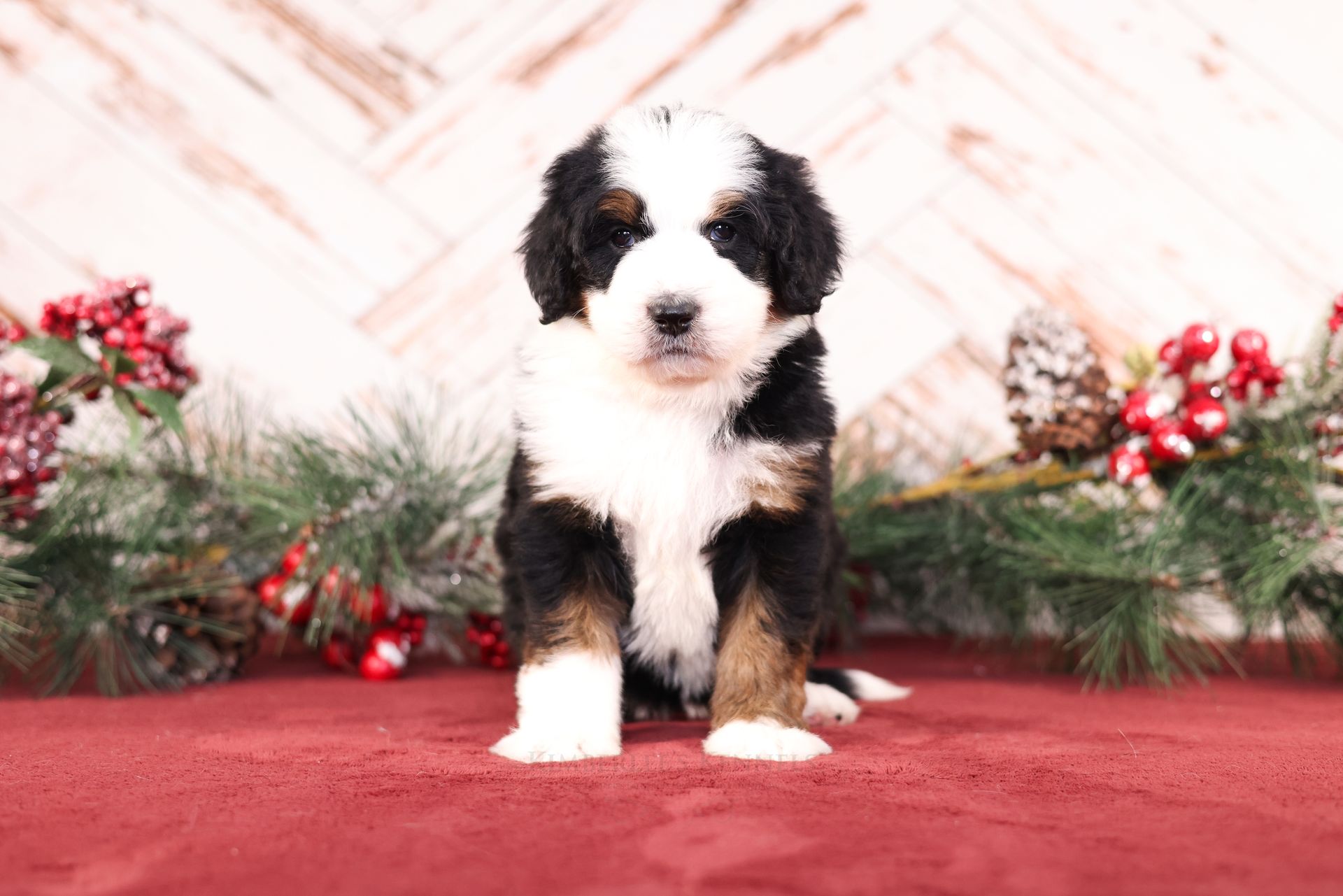 Tri-colored adorable bernedoodle puppy, Family-raised puppies
